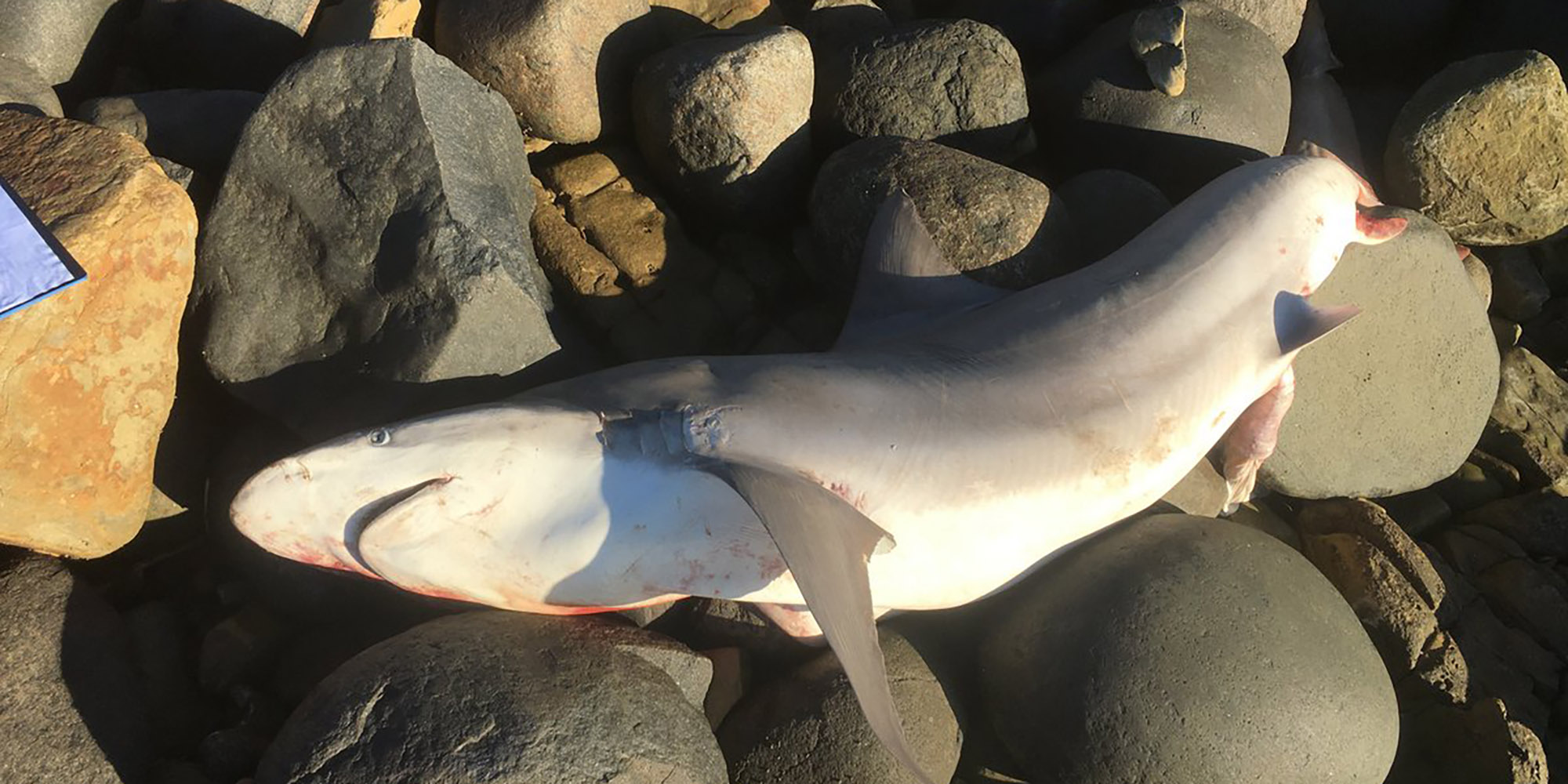 Experts seek answers for bronze whaler shark strandings on Eastern Cape beaches