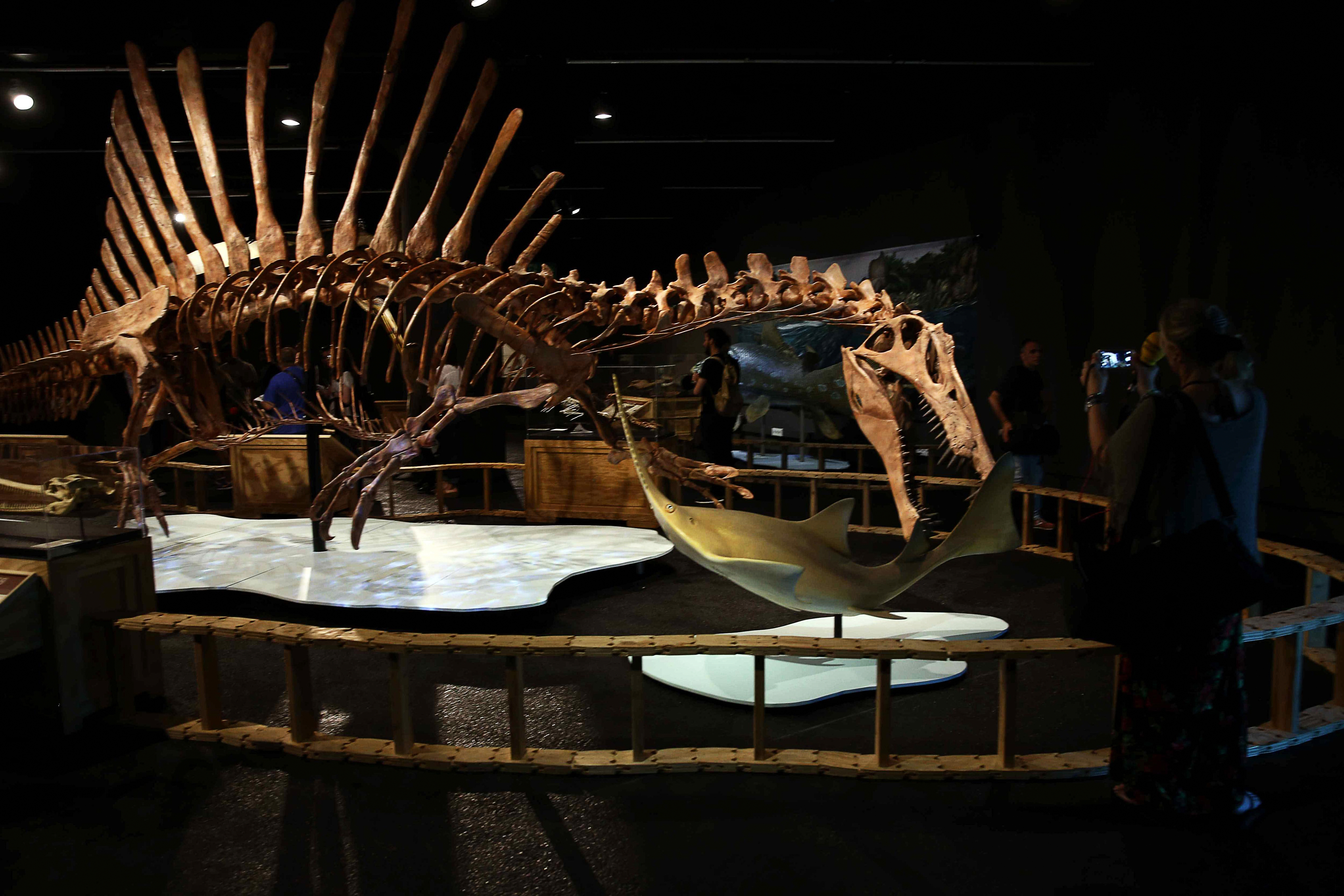 The biggest carnivorous dinosaur on display at Natural Sciences museum of Barcelona