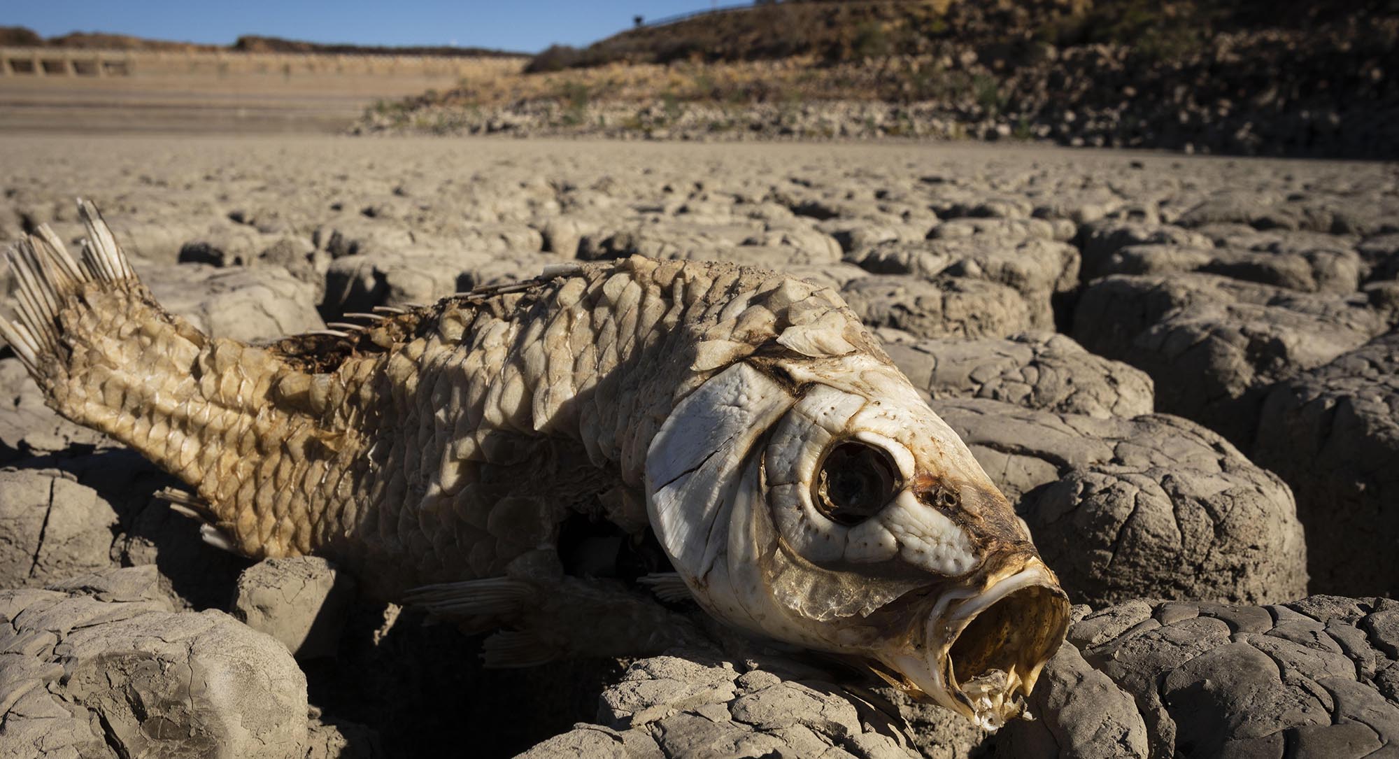 Karoo towns struggle while Eastern Cape dams dry up