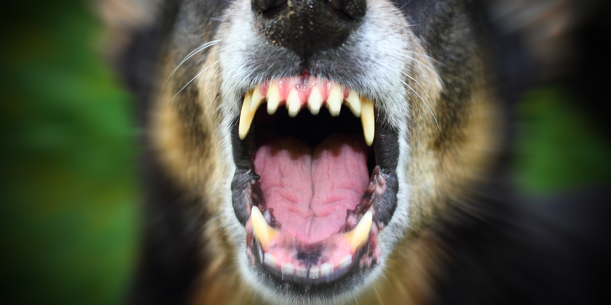 The rand no longer sets the dogs barking