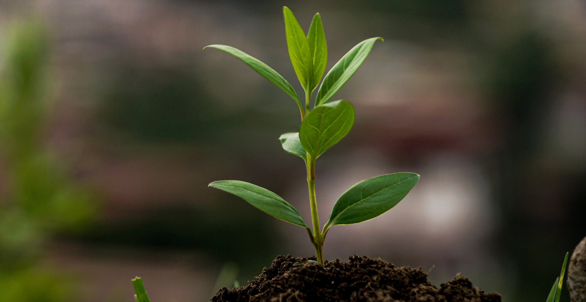 Rise in BETI in May points to unexpected green shoots in South Africa's economy