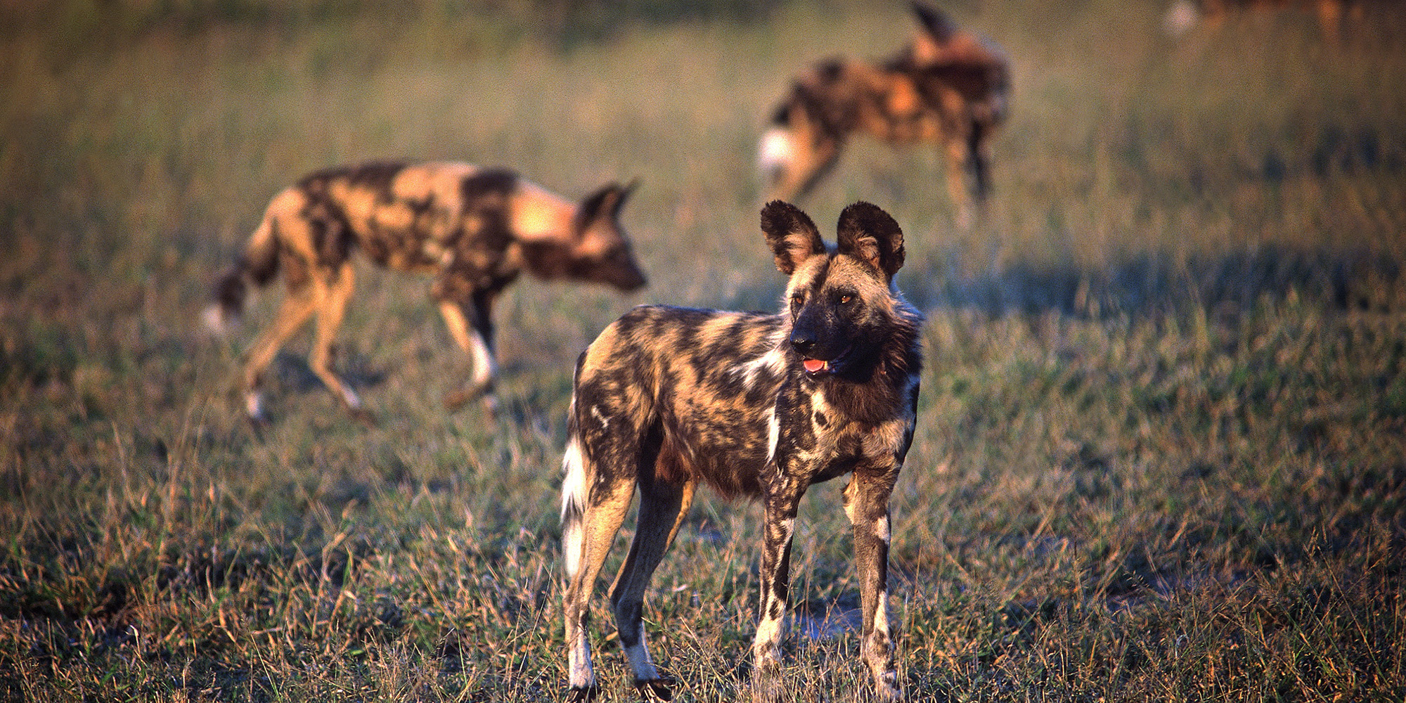 Big game parks vs big farming: Victory for nature on the Klaserie River