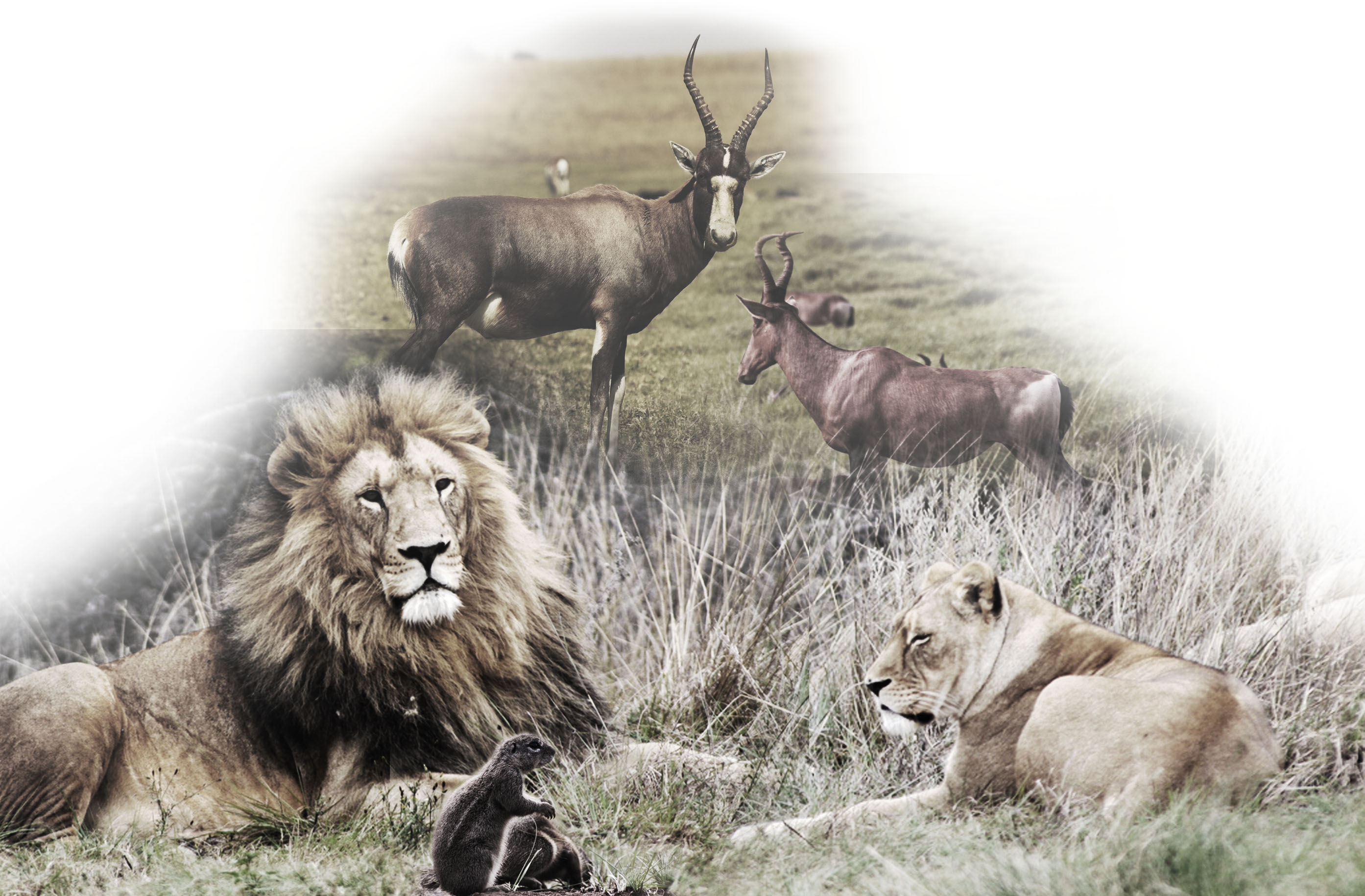 Krugersdorp’s water poses toxic threat to people and wildlife – study