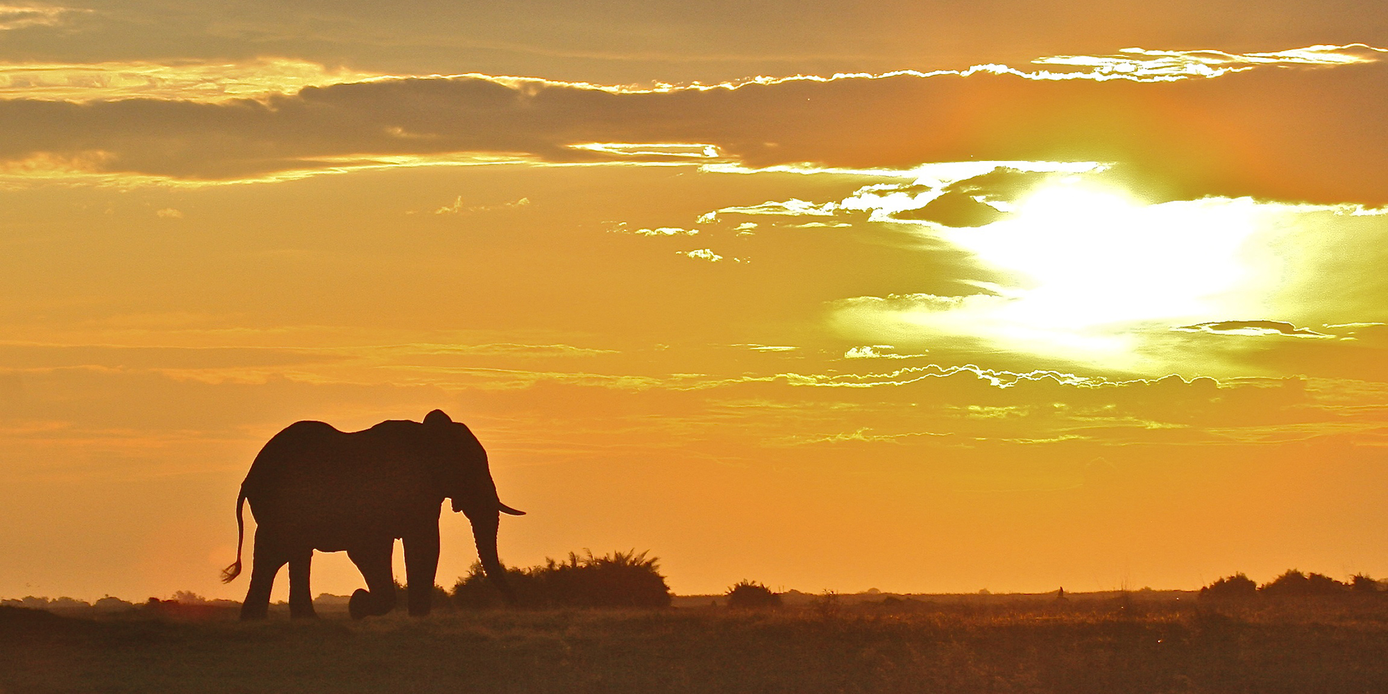 The myth of too many elephants in Kruger Park, and why culling is redundant