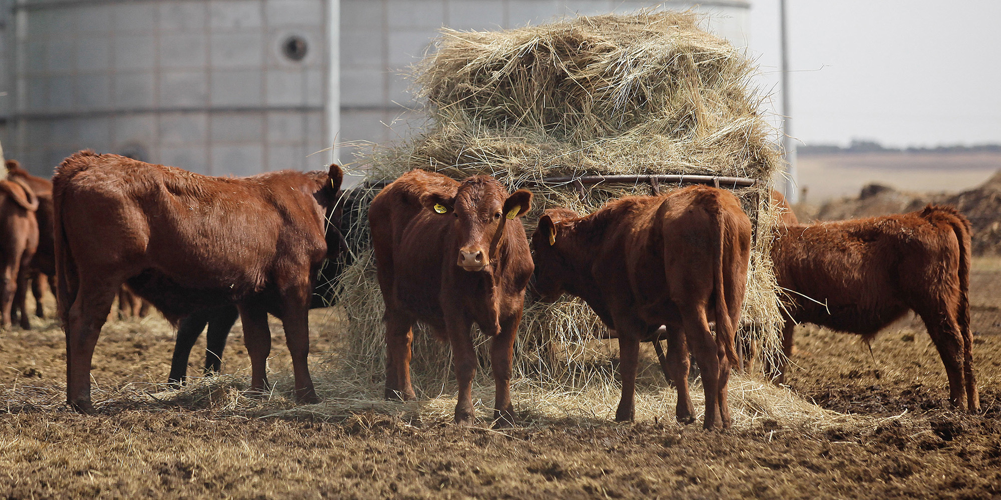 Foot-and-mouth disease outbreak threatens SA’s global meat exports