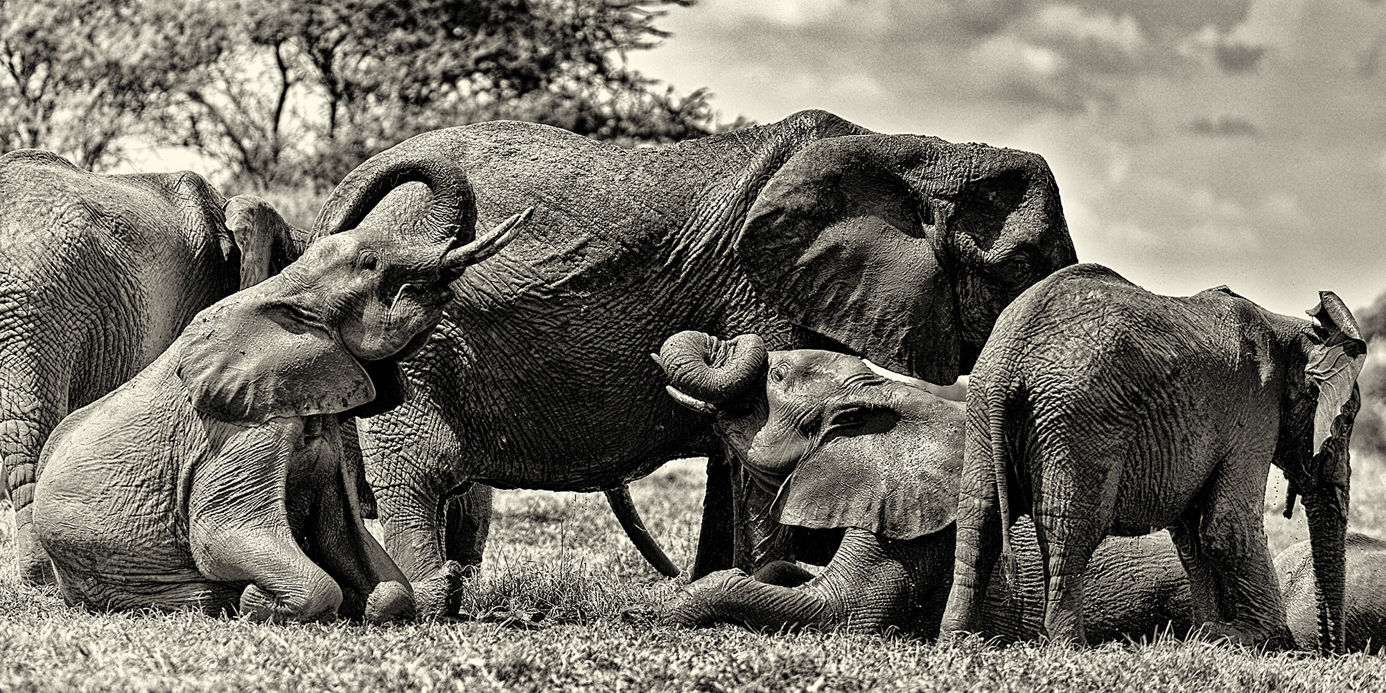 Botswana’s wildlife management fails communities — report