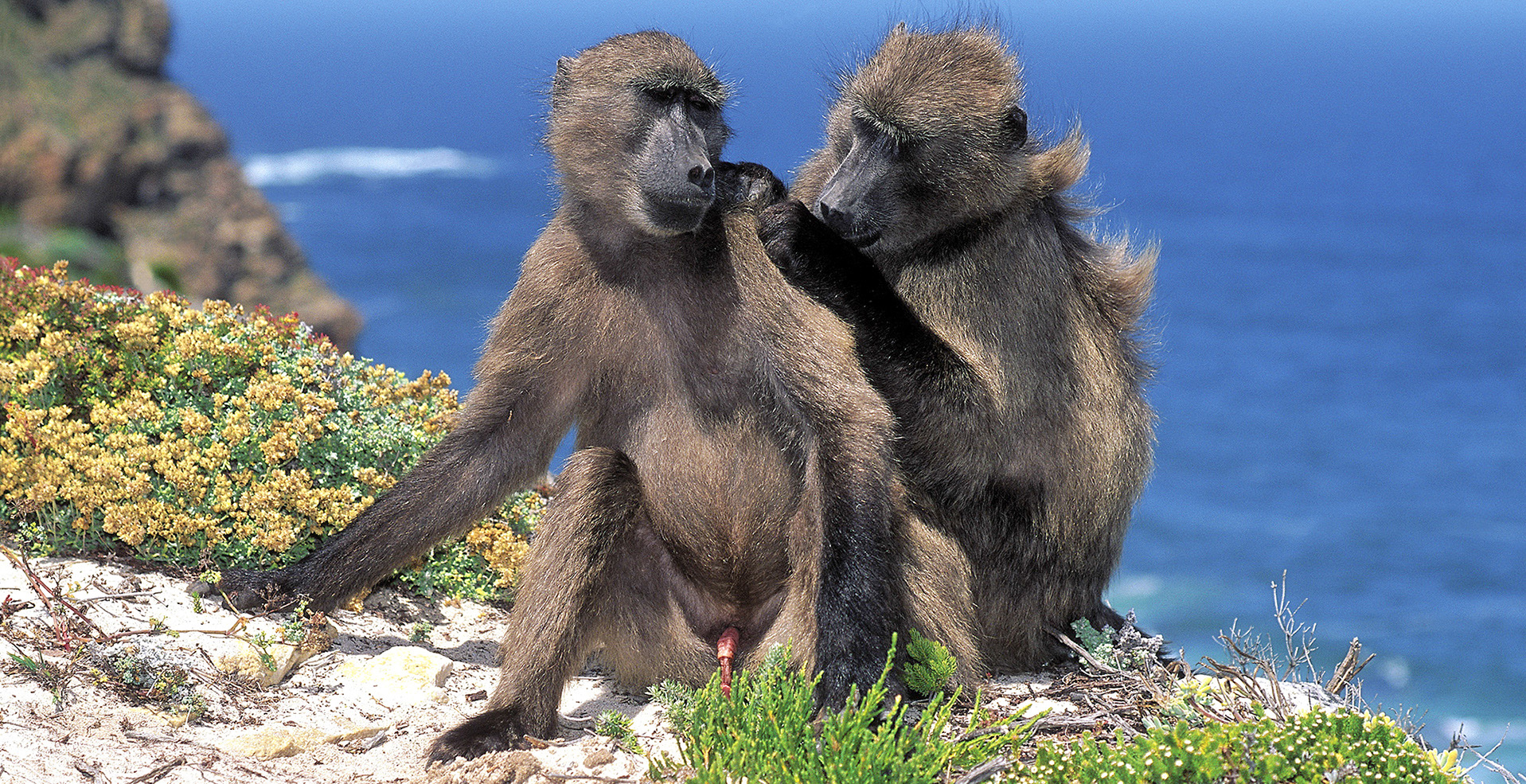 South Africa’s baboon crisis — how bureaucracy became a death sentence
