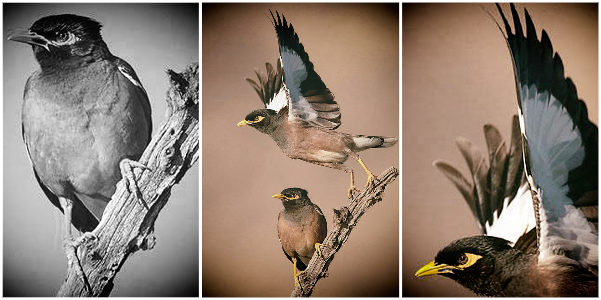 Encroaching Indian mynahs ruffle feathers in Kruger Park