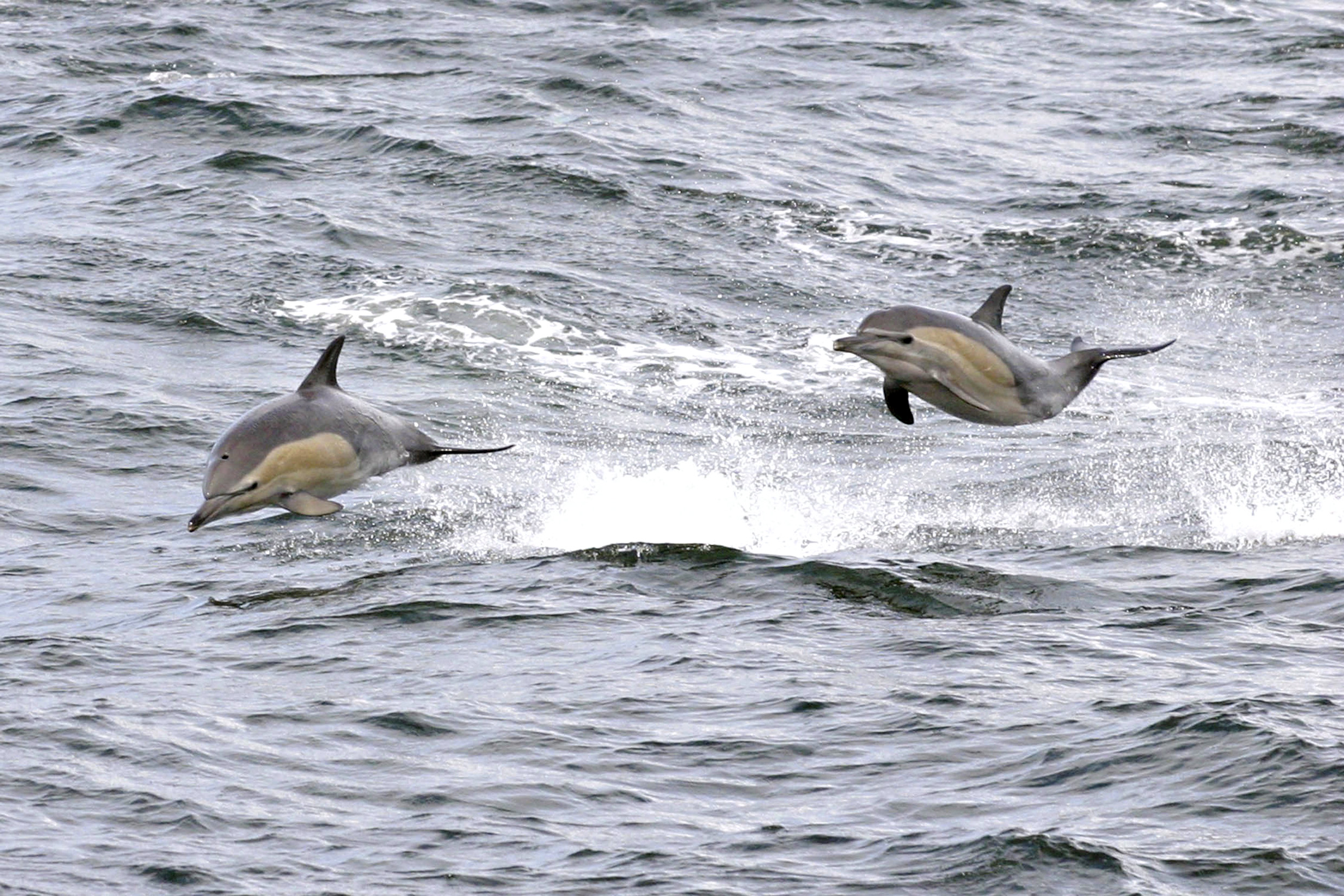 The day Annemie Landmeters swam across False Bay