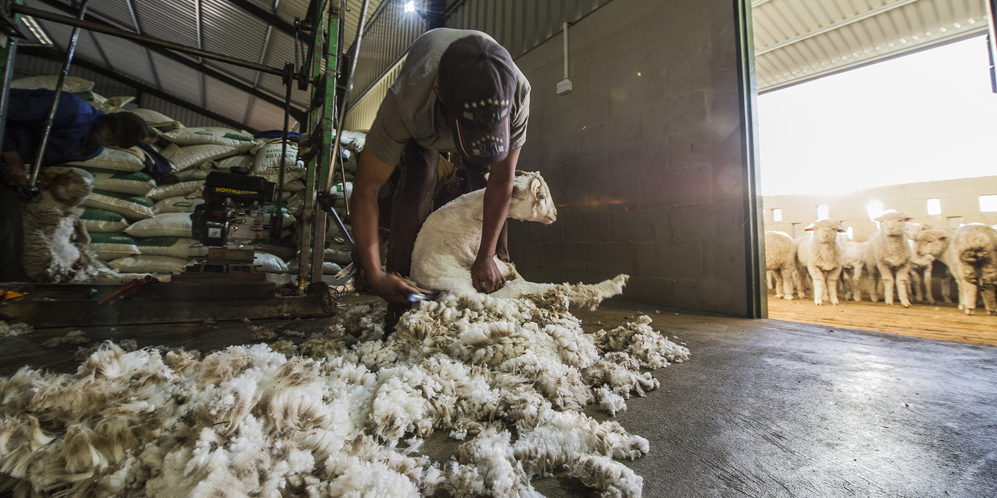 SA wool farmers fear the worst if China ban continues