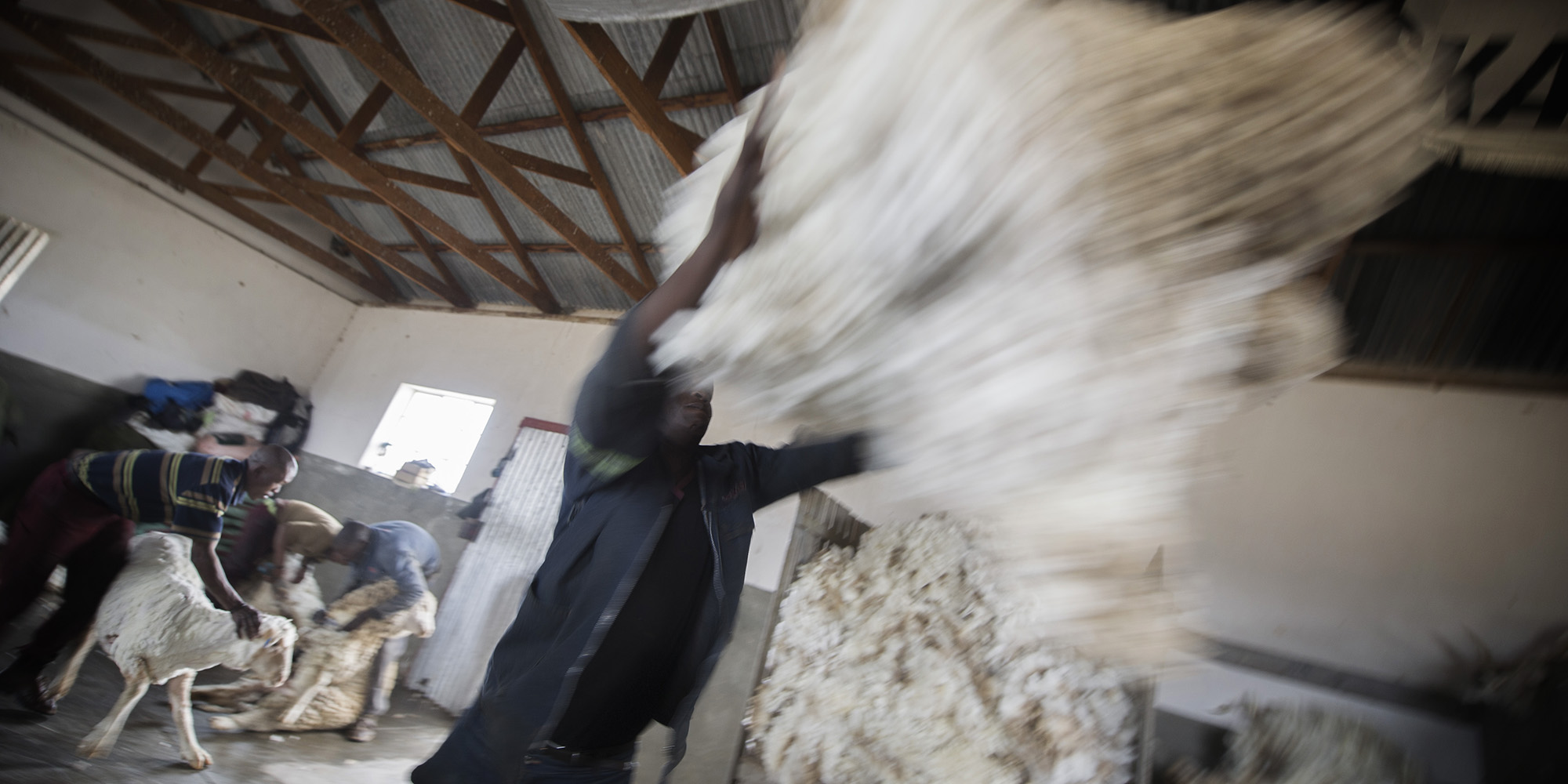 SA welcomes China’s decision to lift wool products ban sparked by foot-and-mouth disease outbreak