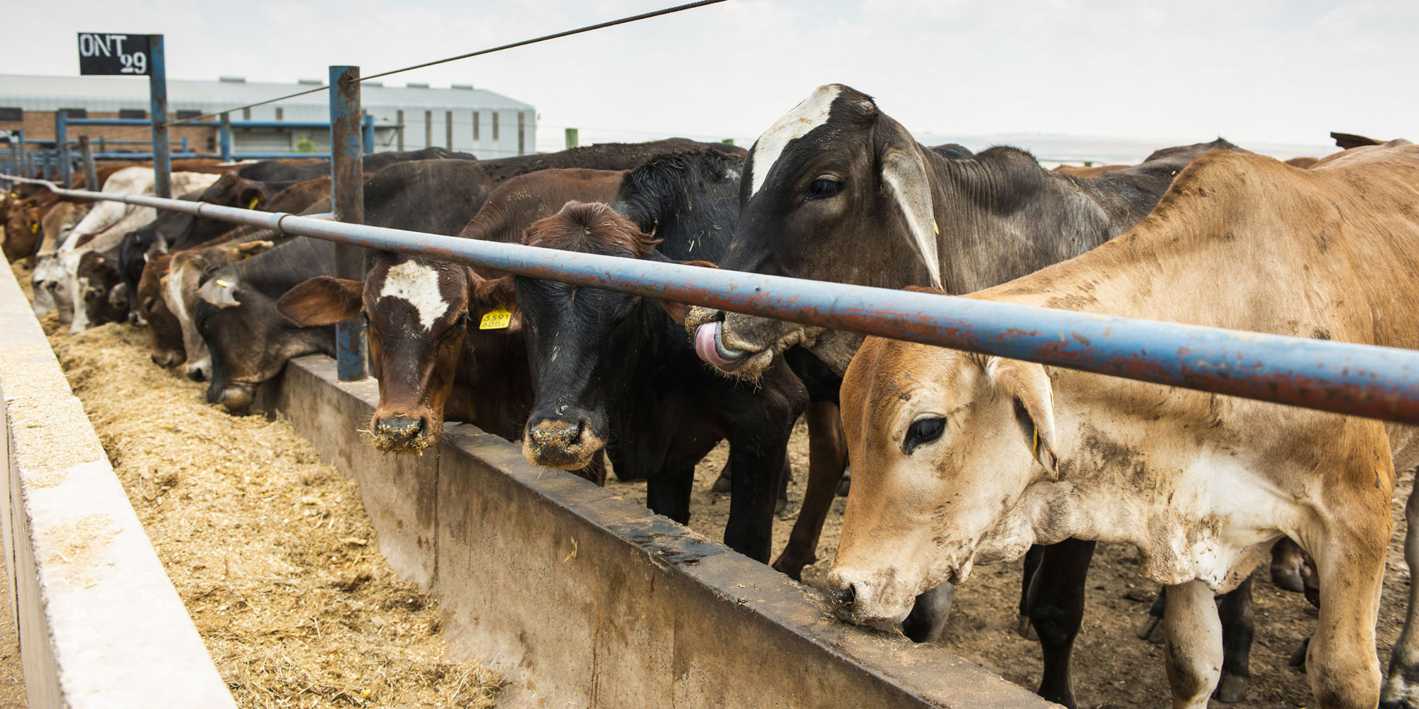 Foot-and-mouth disease: the gaps in South Africa’s efforts to keep it under control