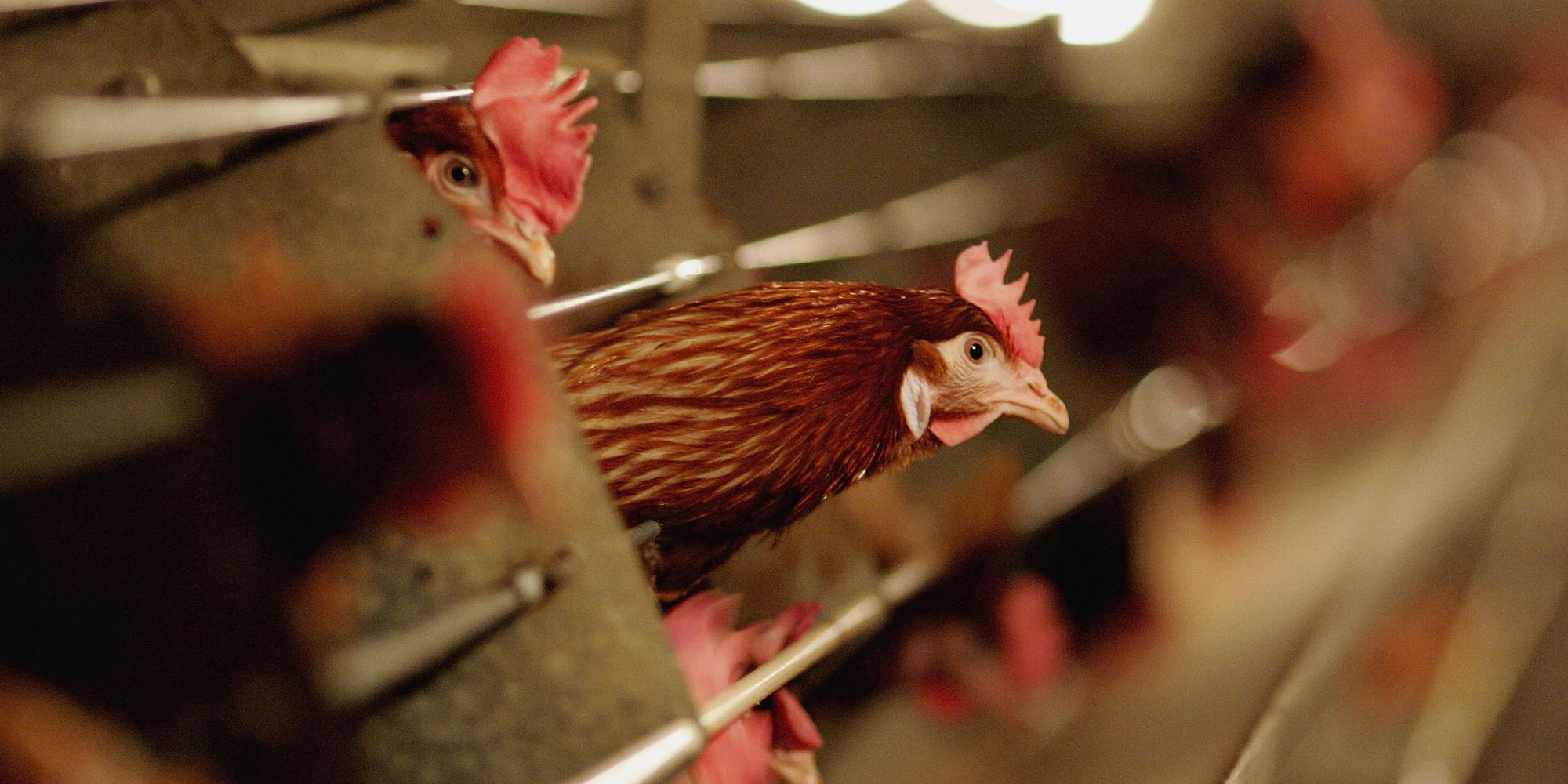 SA chicken producers in a flap over suspension of anti-dumping duties on imported poultry