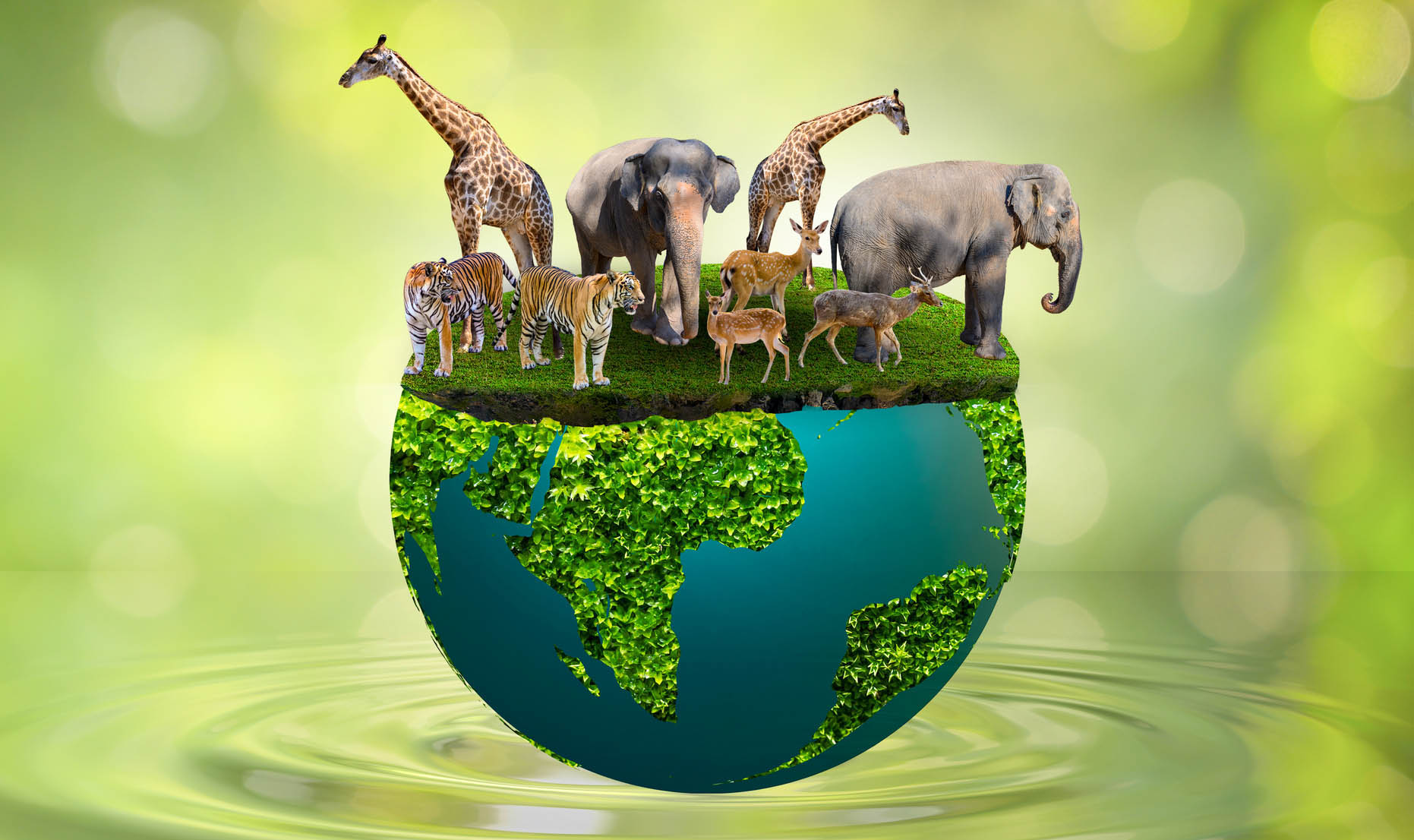 Dear Minister Creecy, your Game Meat Strategy puts the cart before the horse and must be delayed