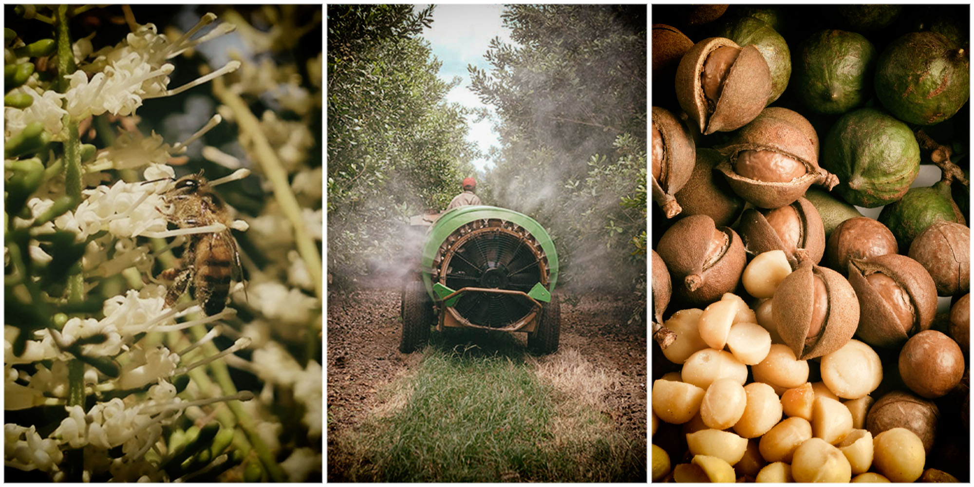 Bees threatened by booming macadamia nut industry