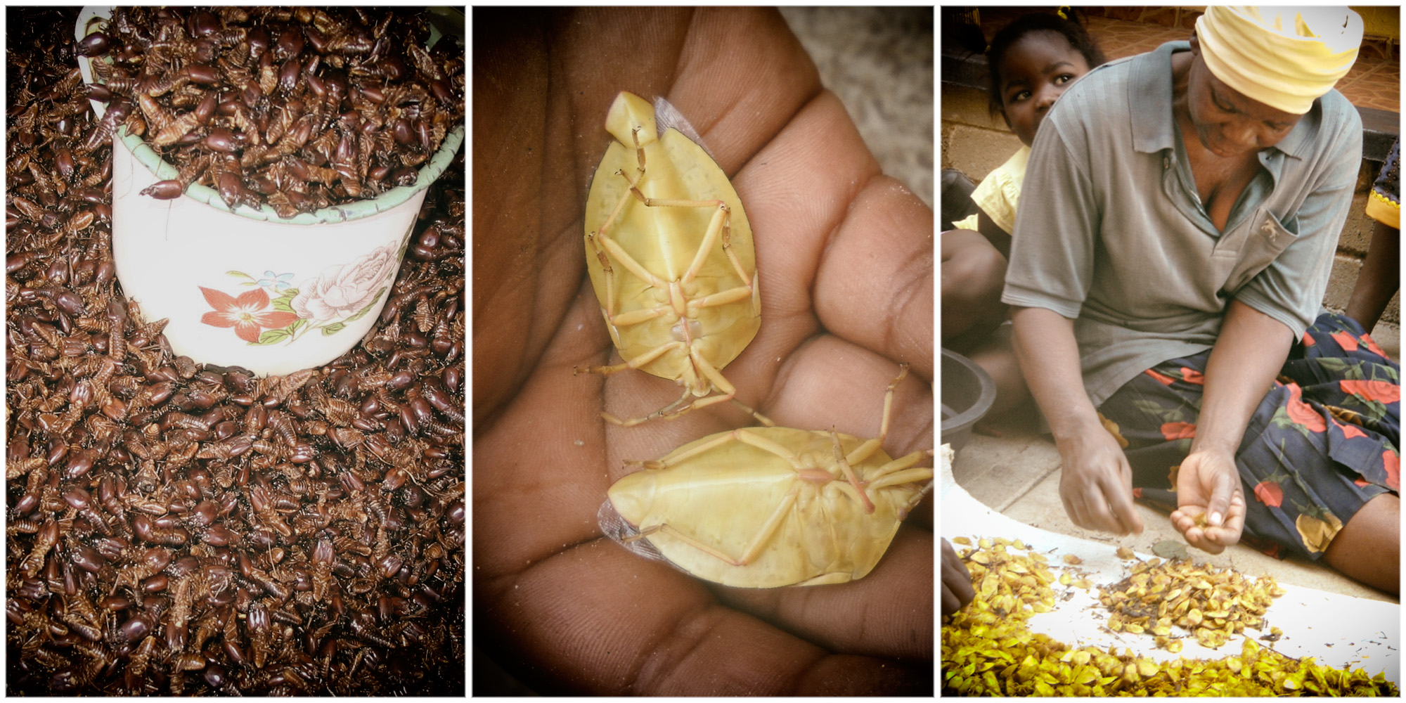 Insects are marching towards extinction — and why we should be mightily bugged