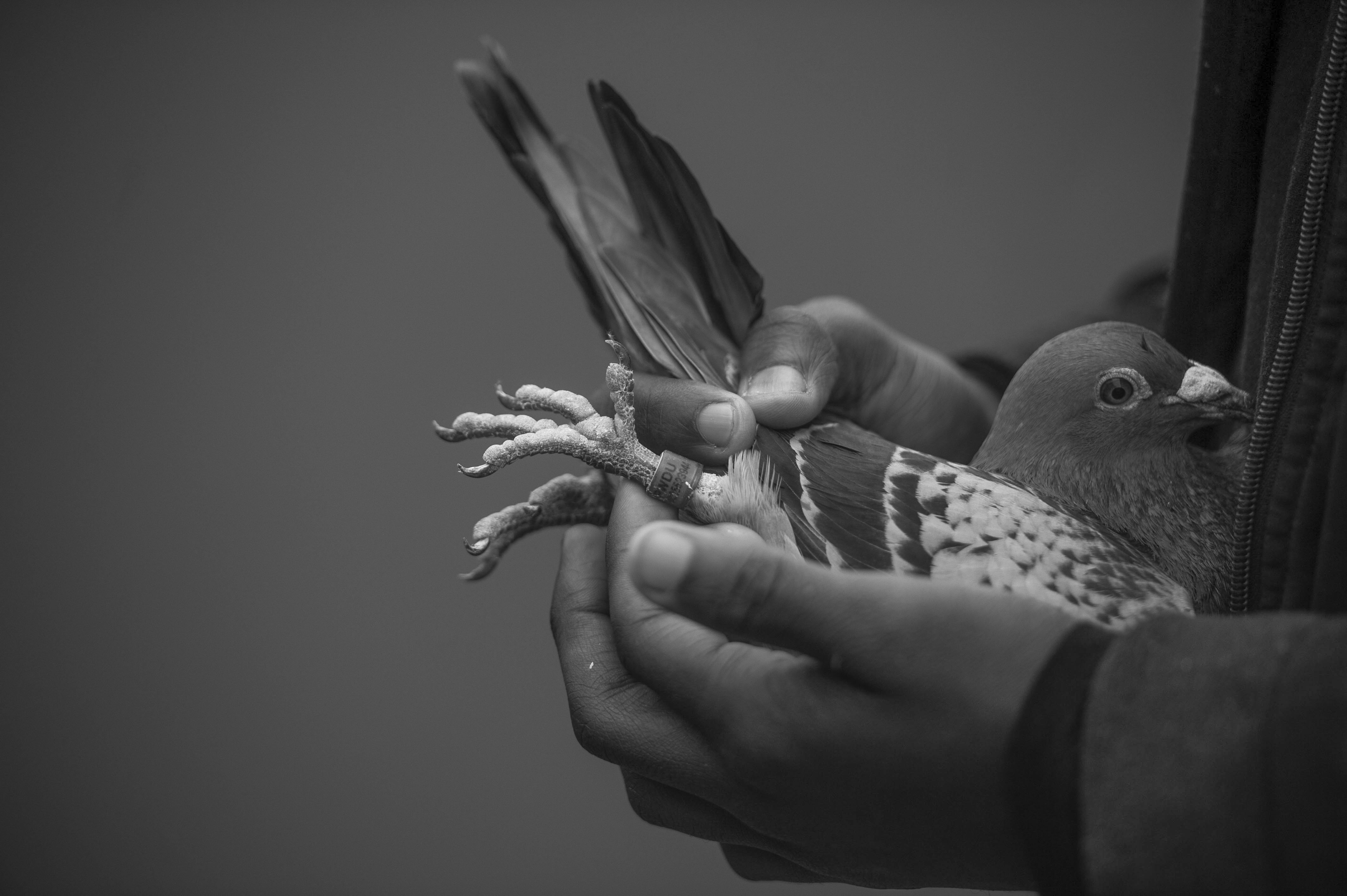 In Photos - Young pigeon fancier gives wings to new enthusiasts through inclusive approach to racing
