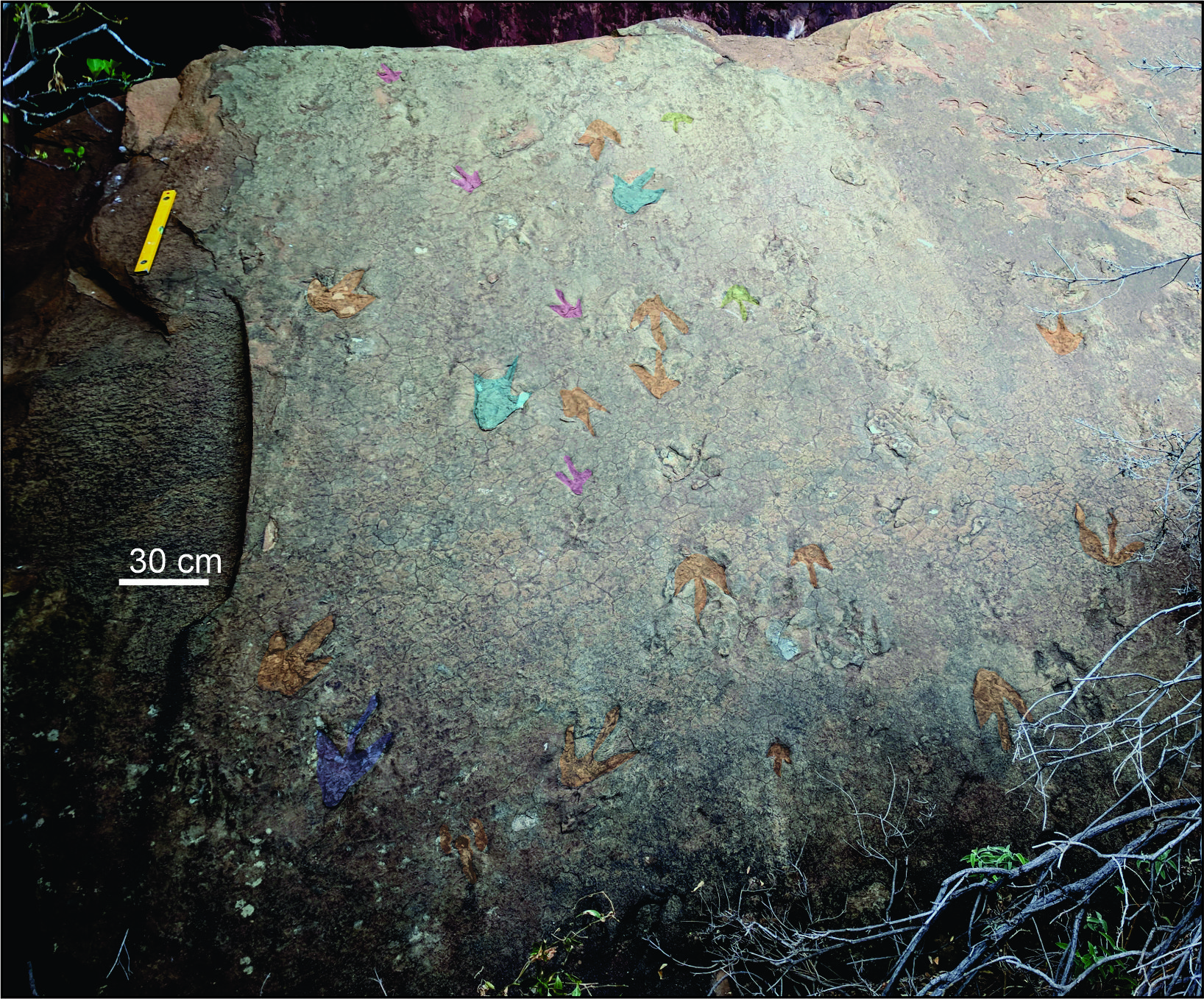 Footprints take science a step closer to understanding southern Africa’s dinosaurs