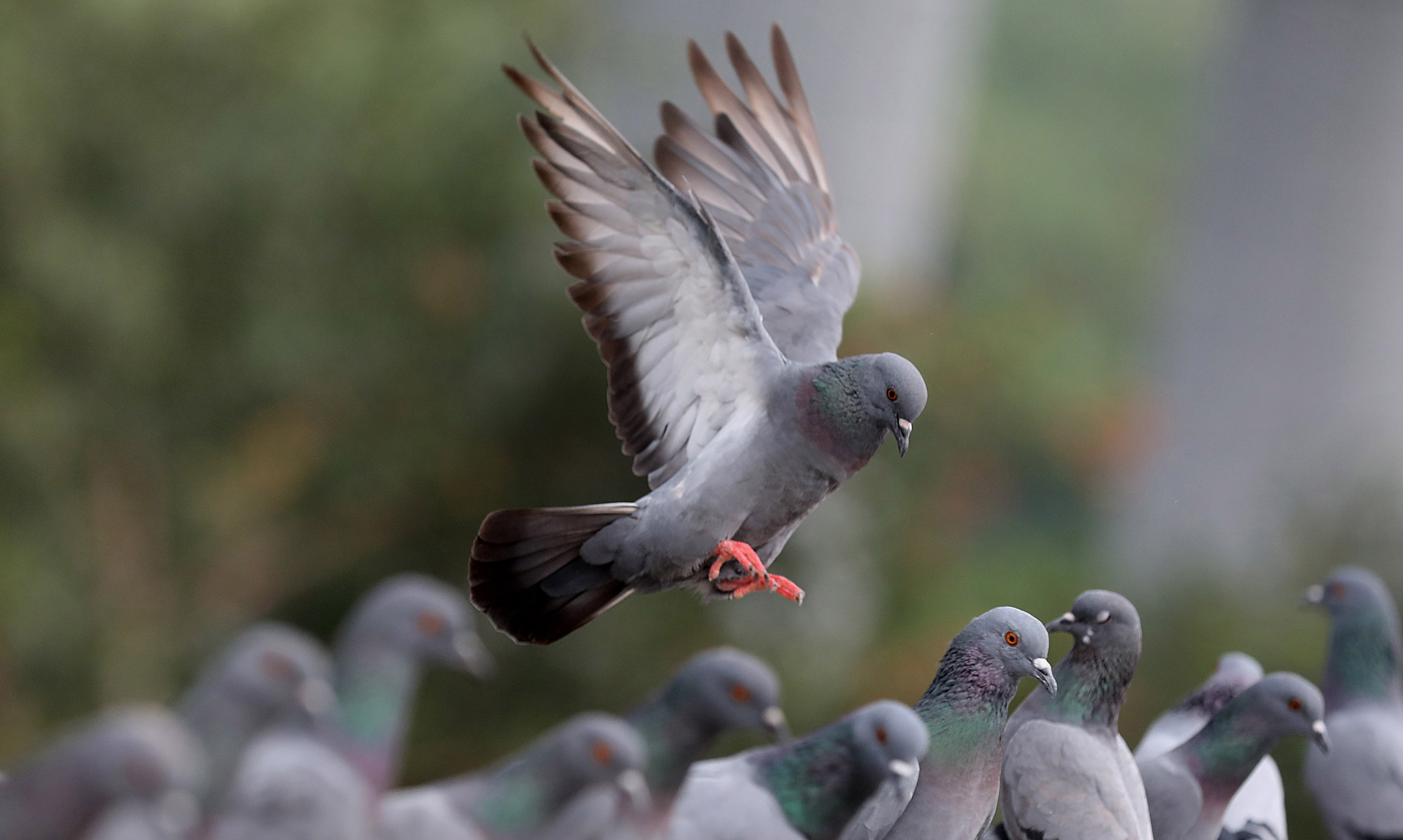 In defence of pigeons