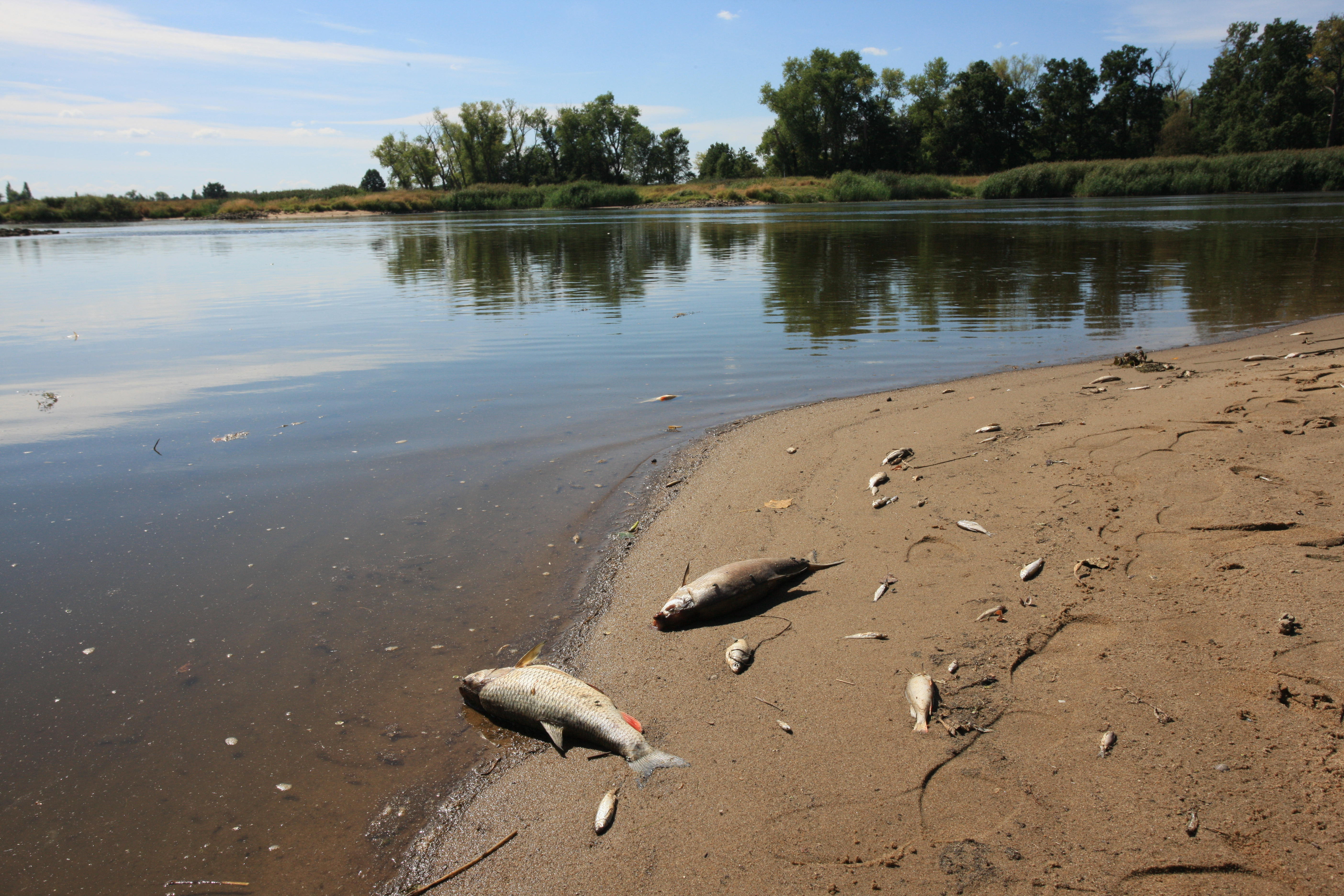 Dead fish in the Oder River