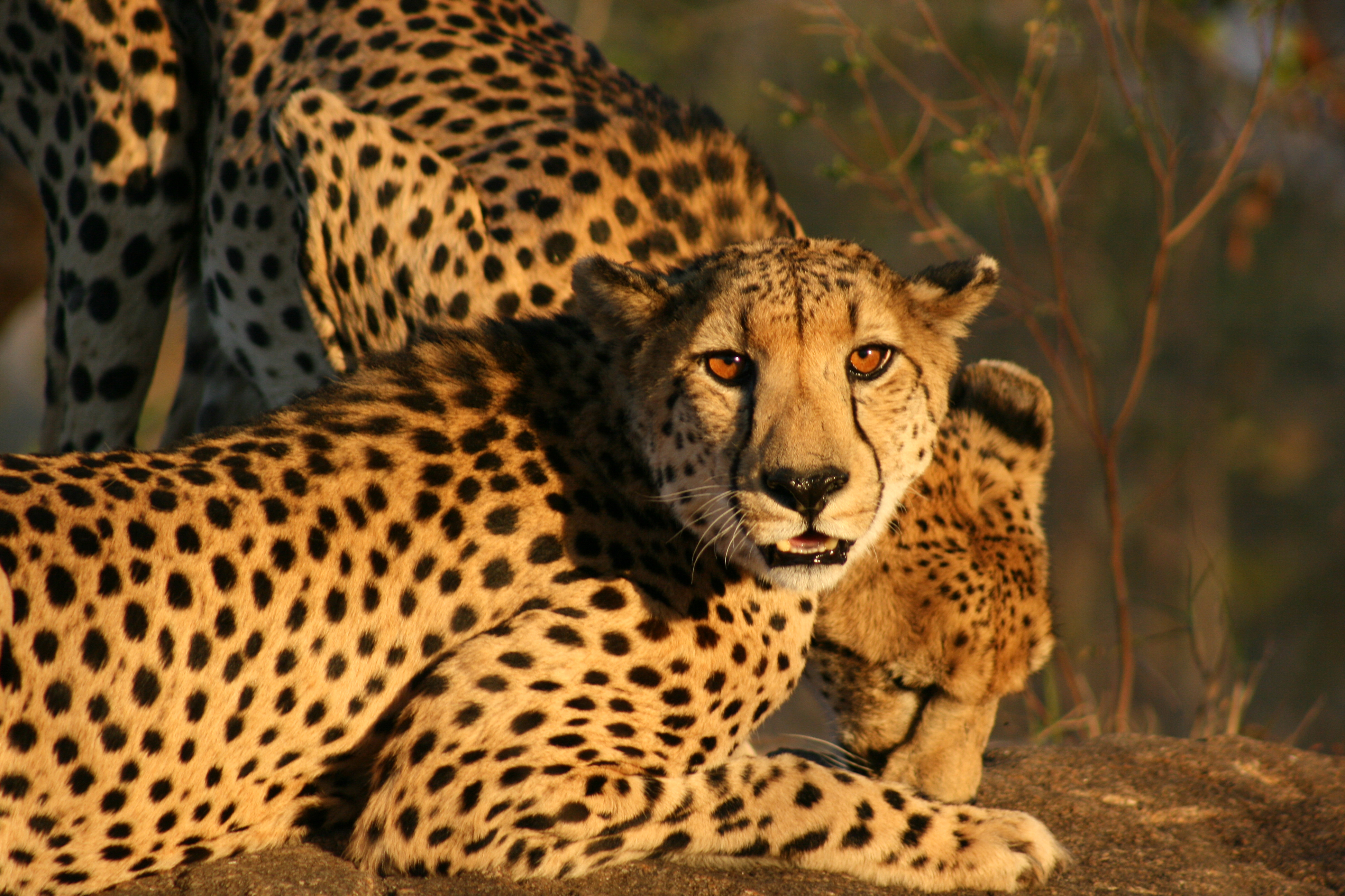 Cheetahs cleared for take-off after South Africa-India ‘extinction reversal’ agreement