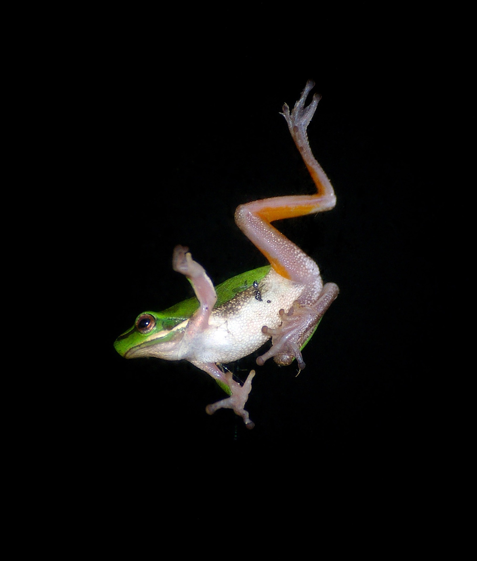 Levitating frogs and the power of play