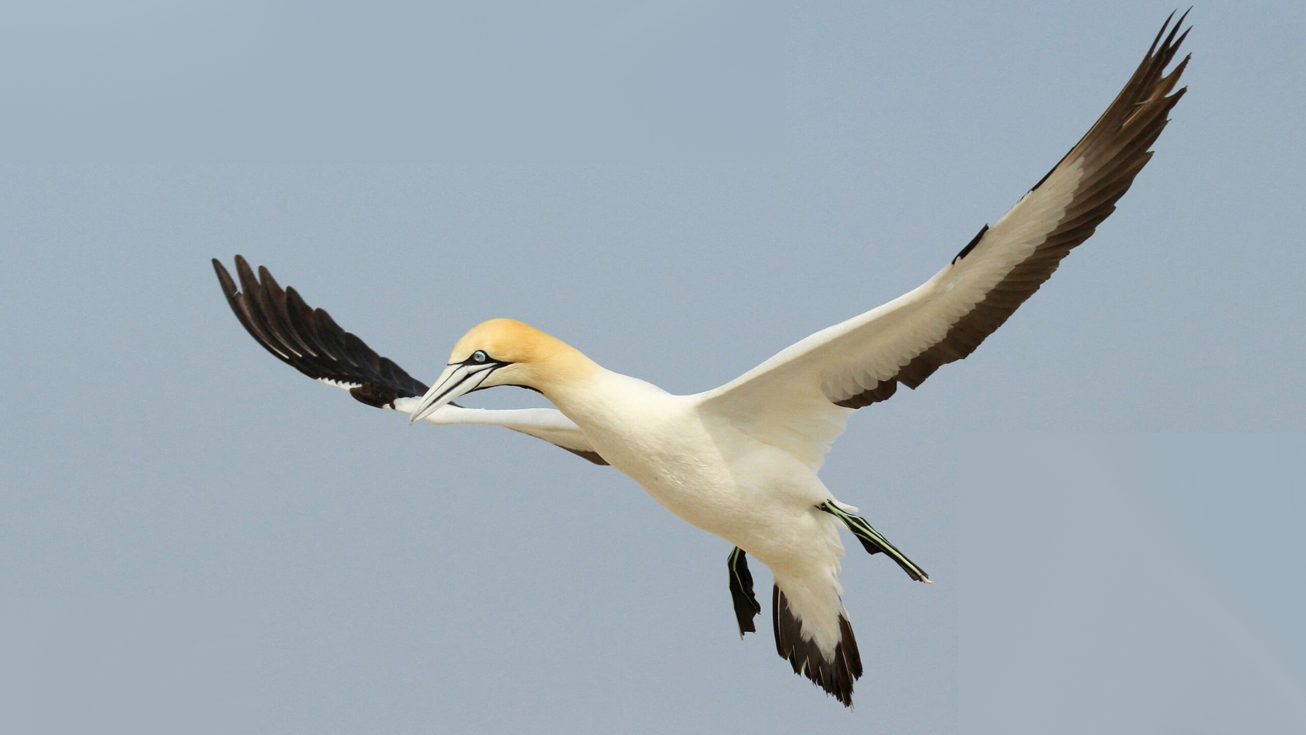 It’s almost time to bid 2022’s Bird of the Year goodbye