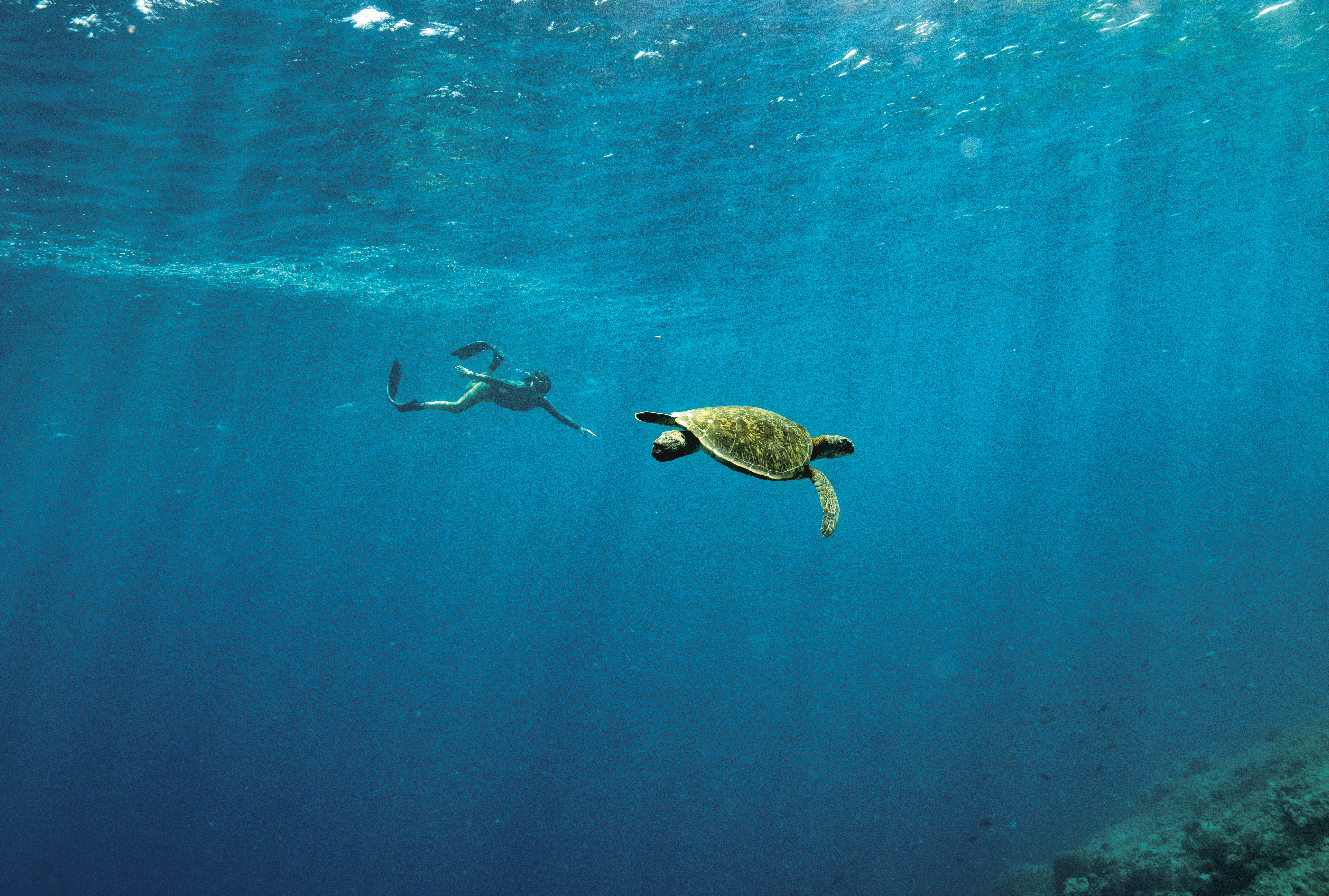Entering the lair of the dragons to answer the call of a tropical adventure in Indonesia