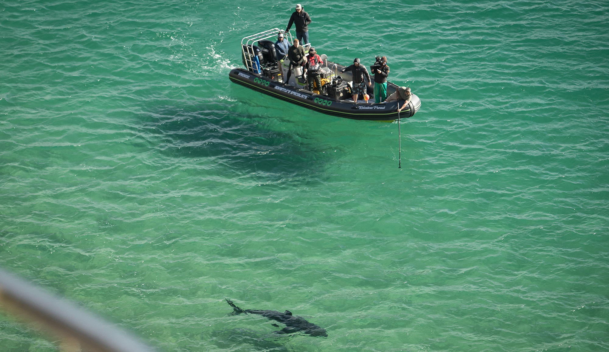 No need to panic, say experts after fatal Plett shark bite incident