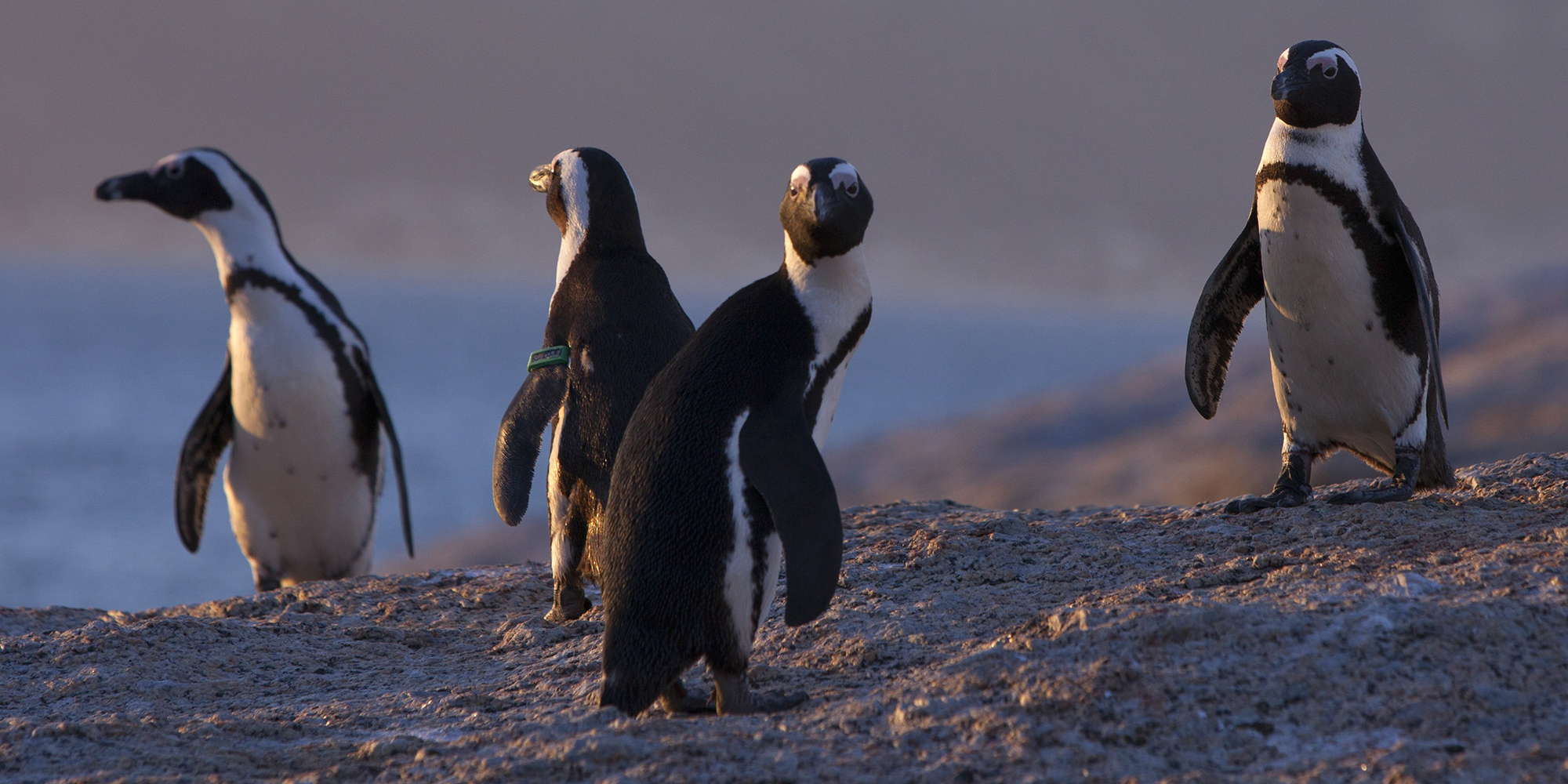 Restrictions placed on commercial fishing close to endangered African penguin colonies