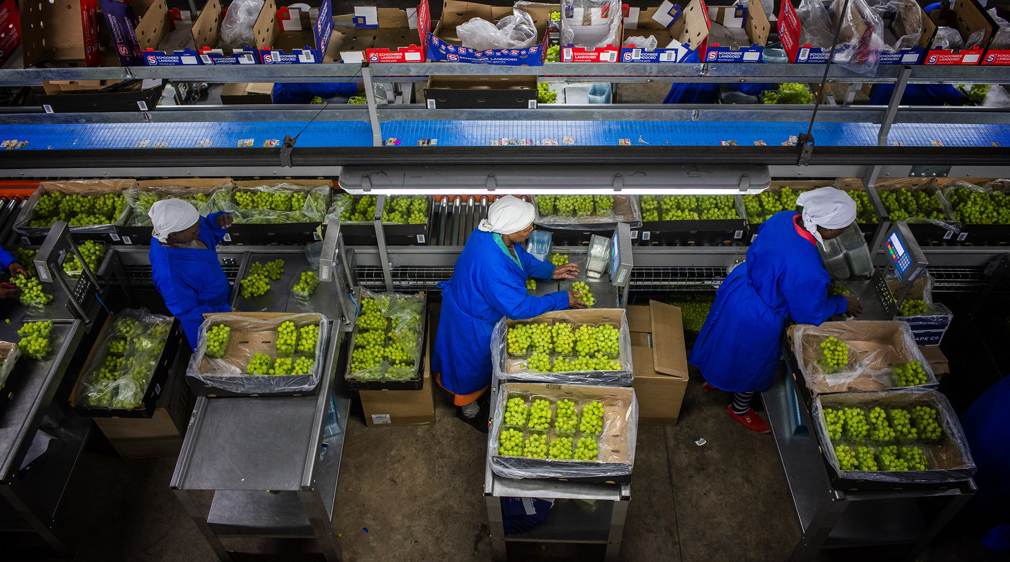 Desperate farmers’ plea on Eskom blackouts: Let us feed South Africa