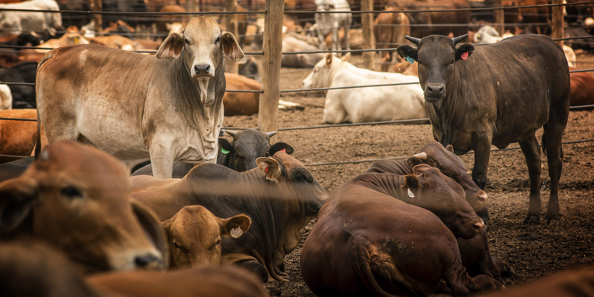 Agriculture Minister Thoko Didiza lifts countrywide ban on cattle movement