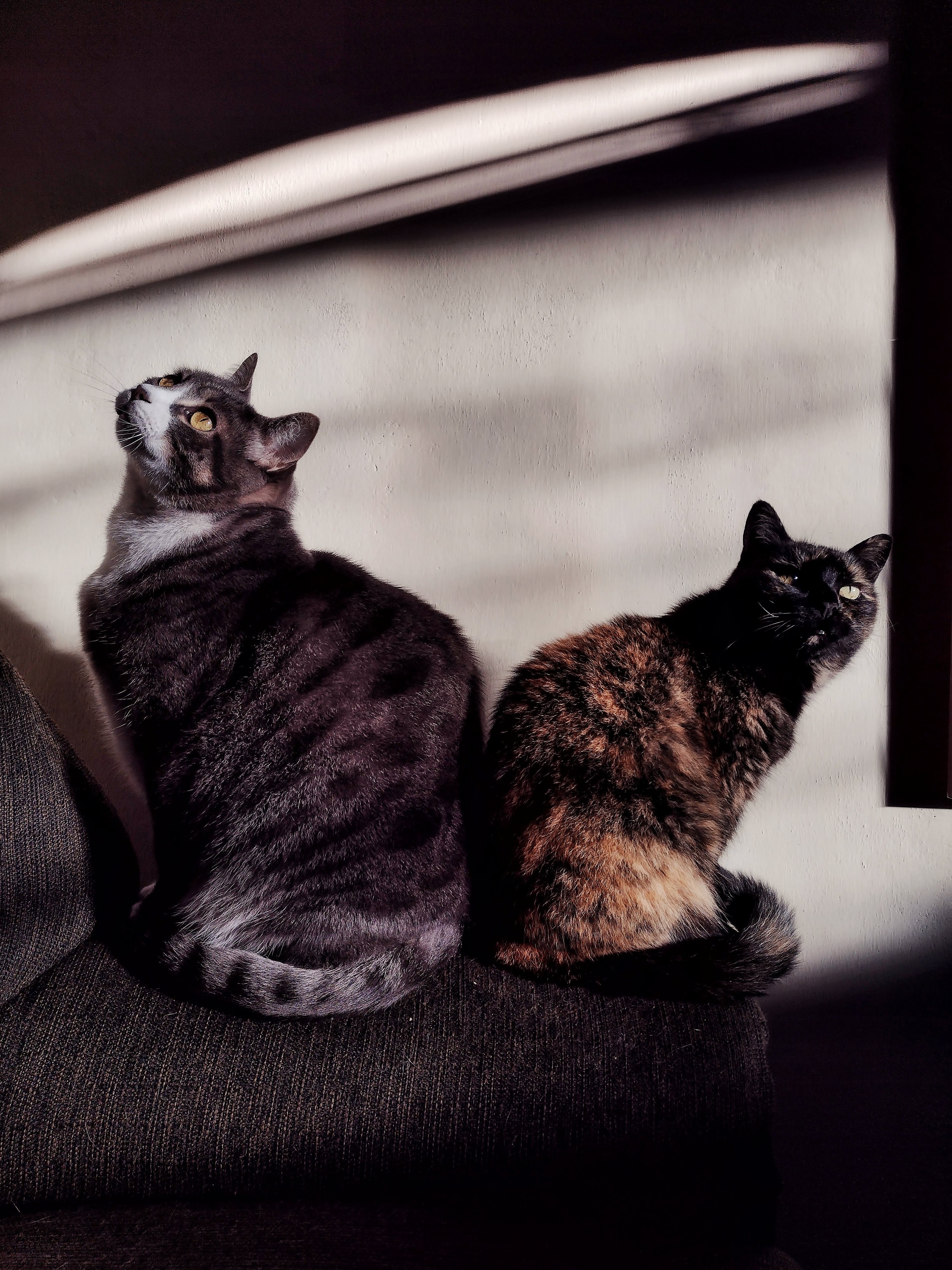 The Cat Whisperer and I