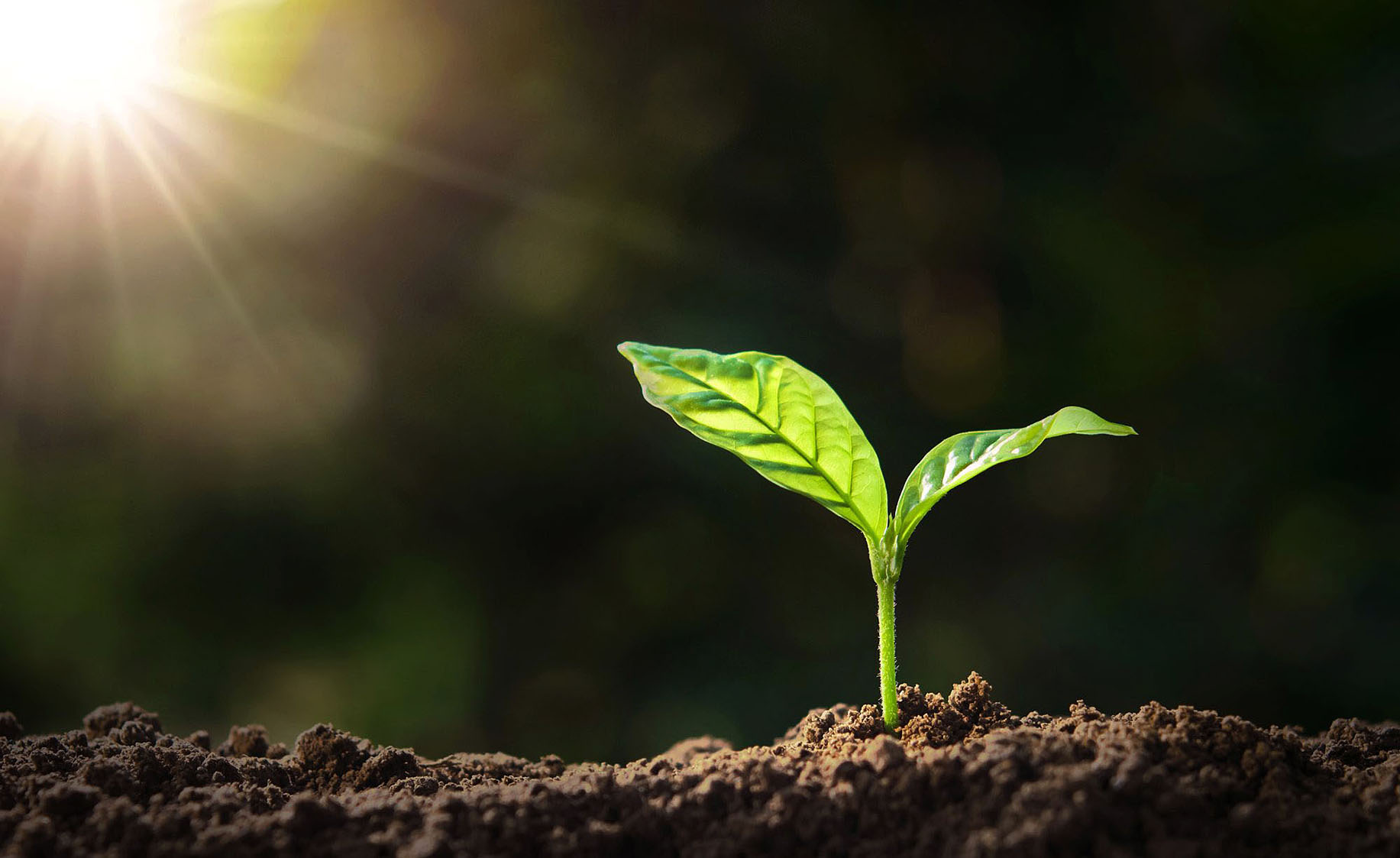 South African food systems and climate change – is low-carbon food security pie in the sky?