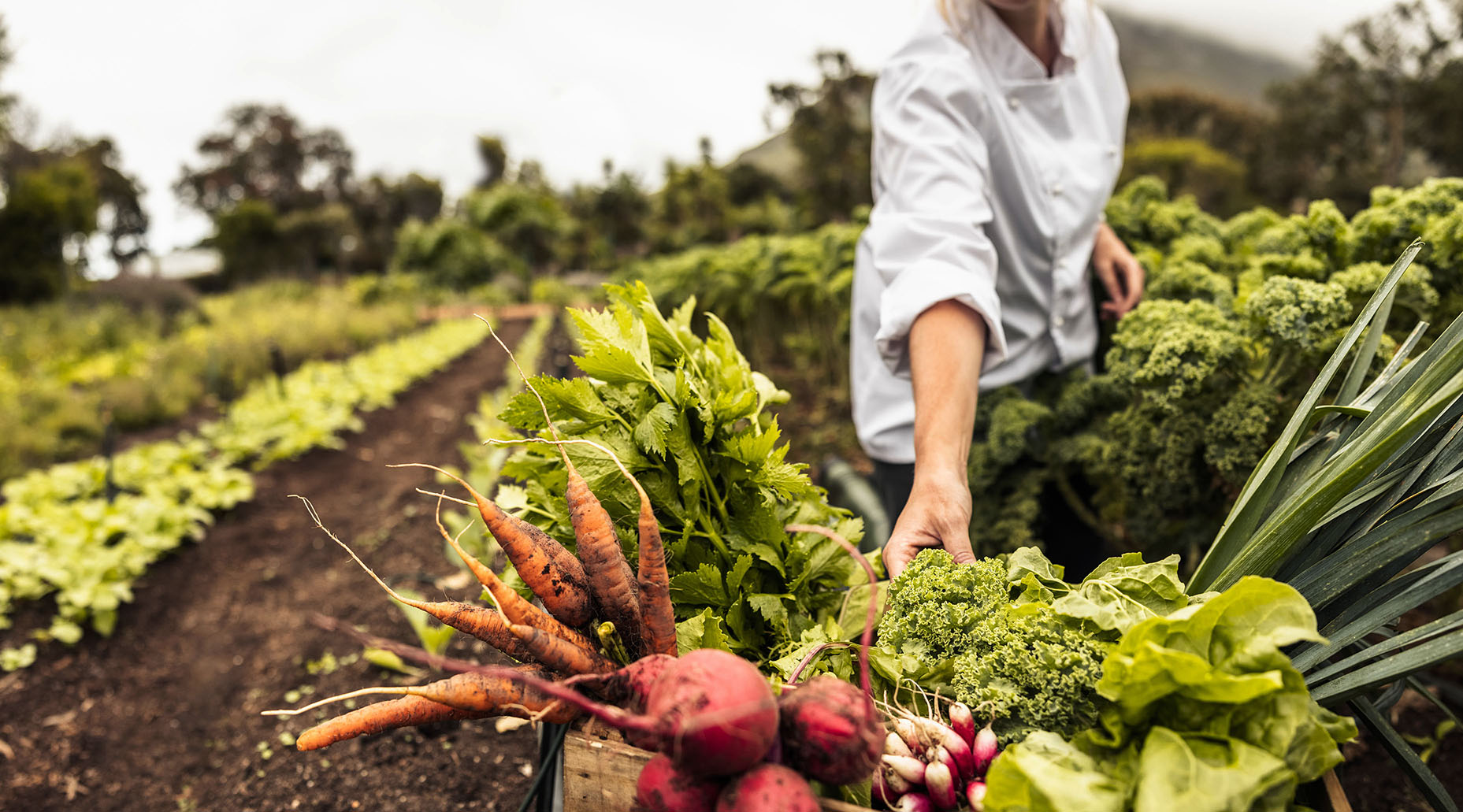 SA food systems and climate change — In search of the Just Food Transition