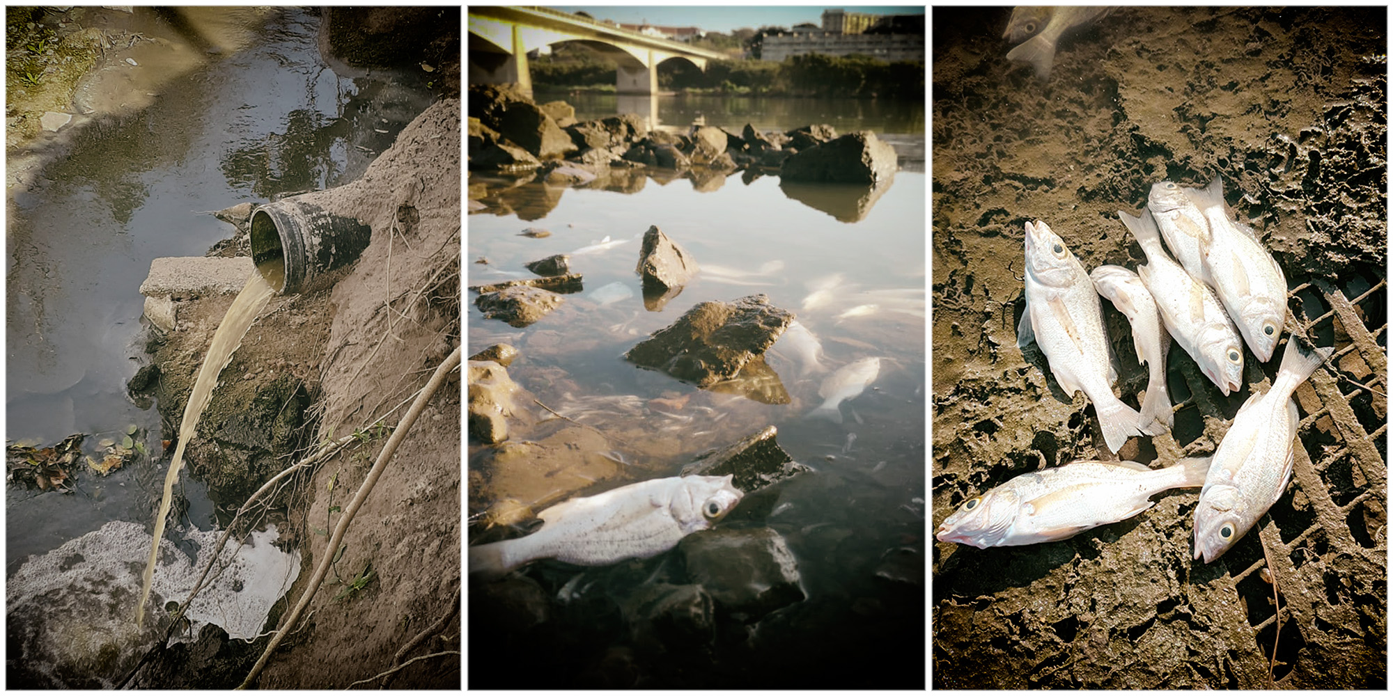 Government dithers over court or ‘stern talks’ to resolve Durban’s sewage pollution crisis