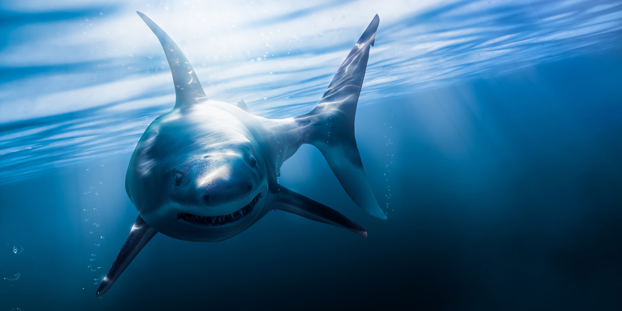 Cape Town woman killed in Sunday morning Plettenberg Bay shark attack