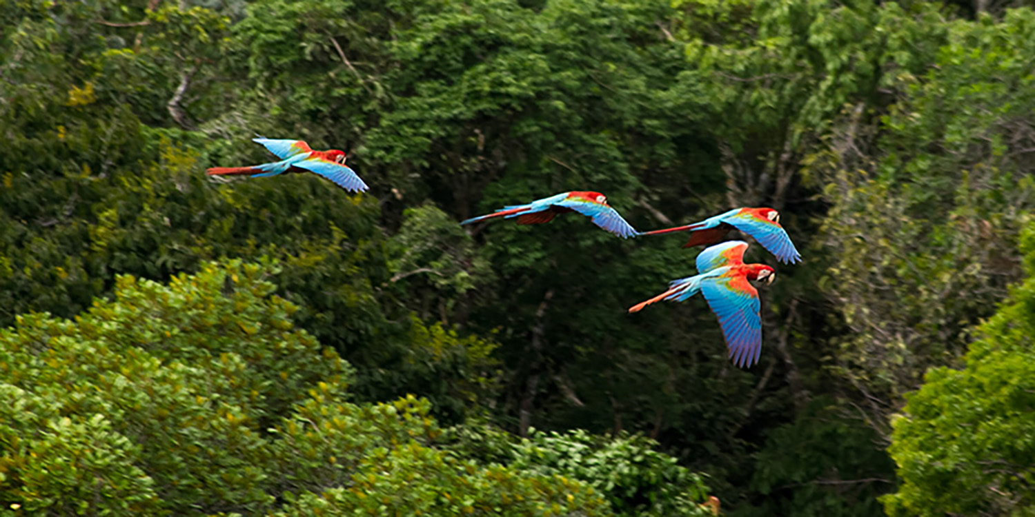 South Africa’s global biodiversity ranks as nothing too special