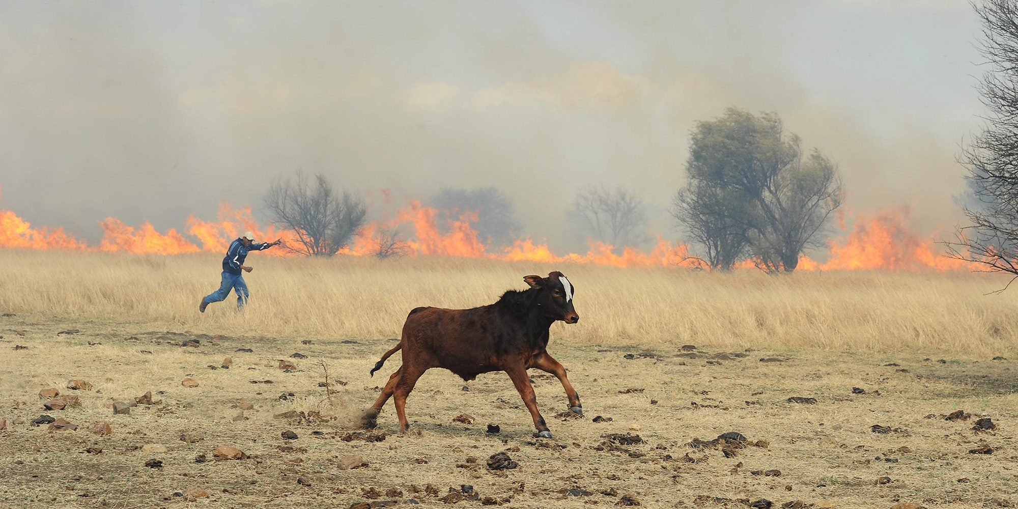Calls to declare North West a disaster area after devastating blazes ravage farmland