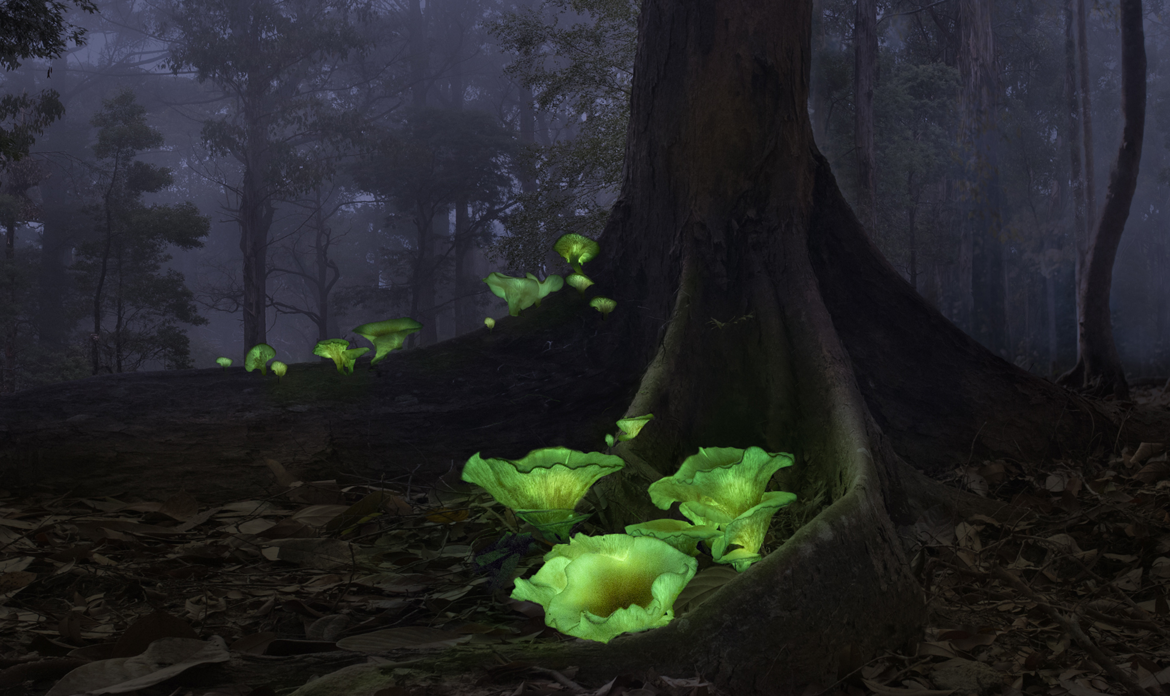 2022 Nature Conservancy photo contest winners – landscape, plants and fungi