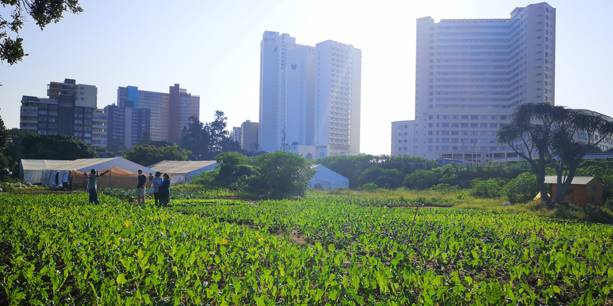 Urban farms ‘could be a real game-changer in the SA landscape’