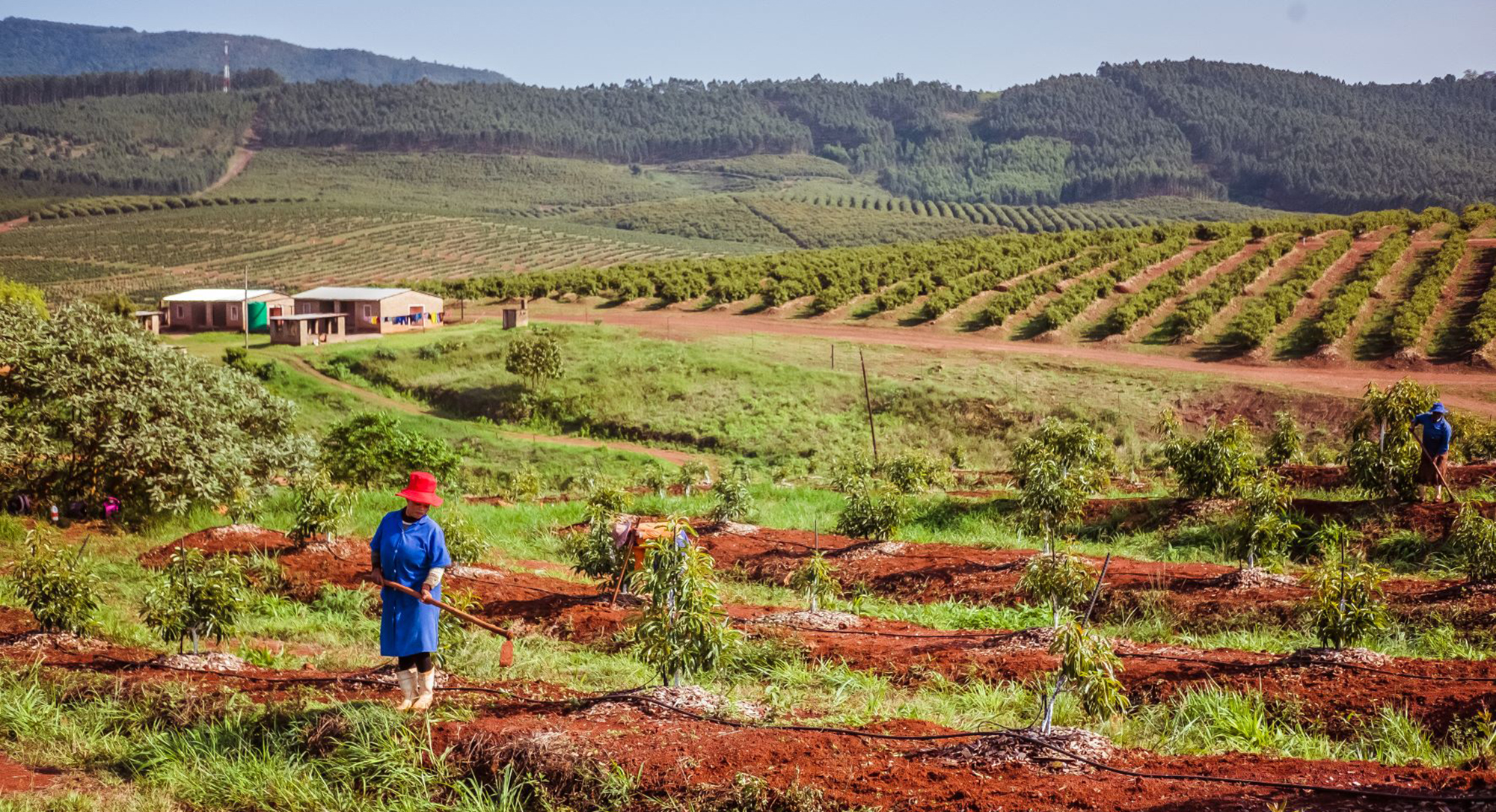Limpopo’s Greater Letaba water catchment area threatened by agricultural activity 