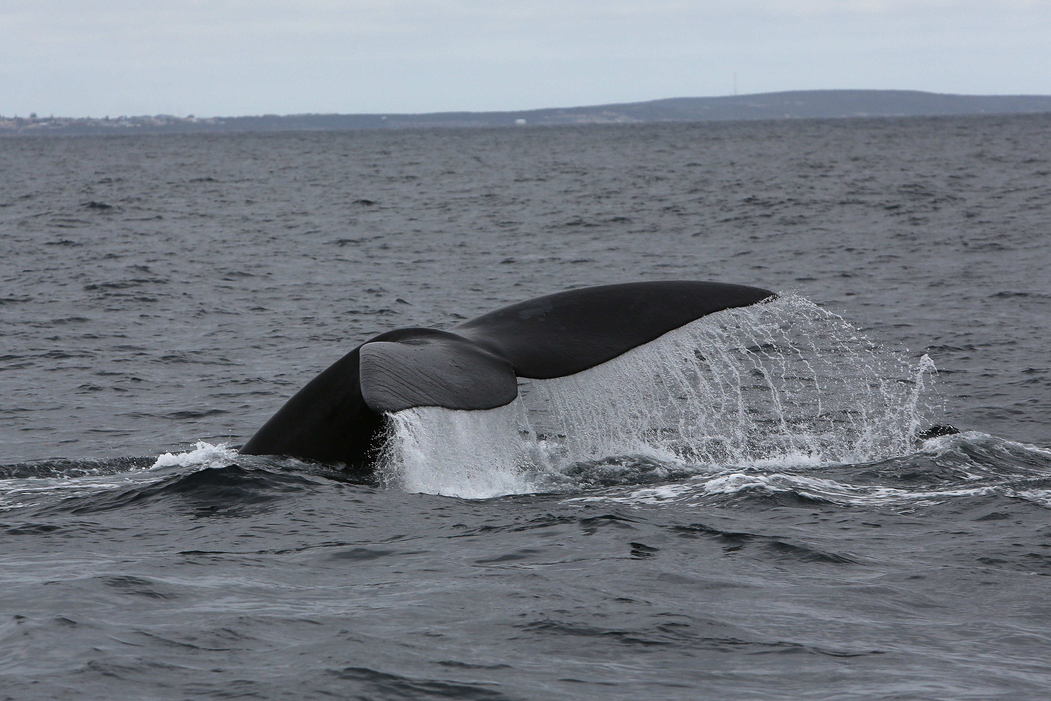 Leaps of joy – seeing whales for the first time in Hermanus