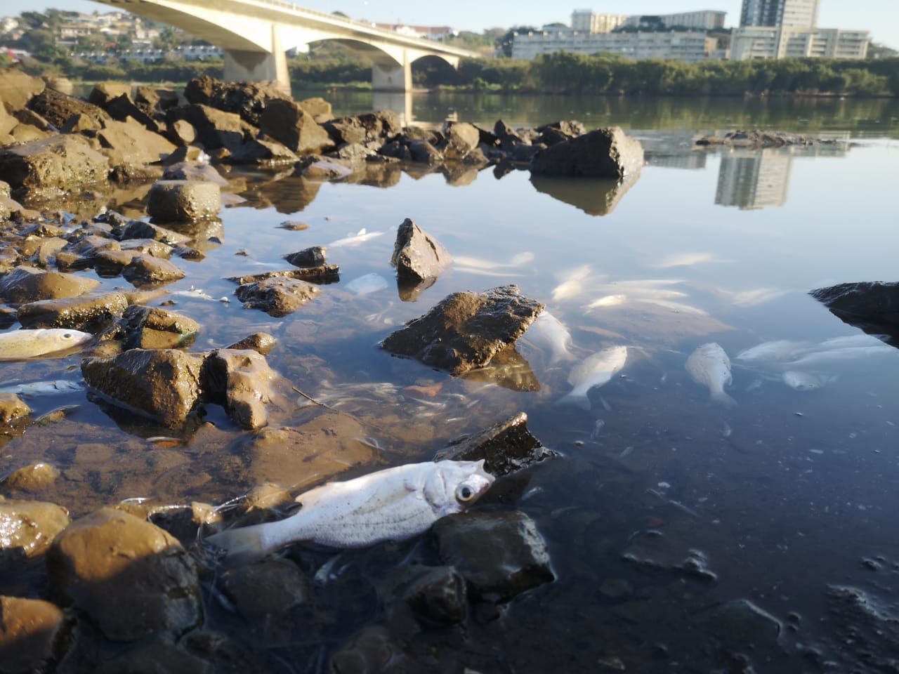 Durban-Christmas-beach-sewage Muck 1