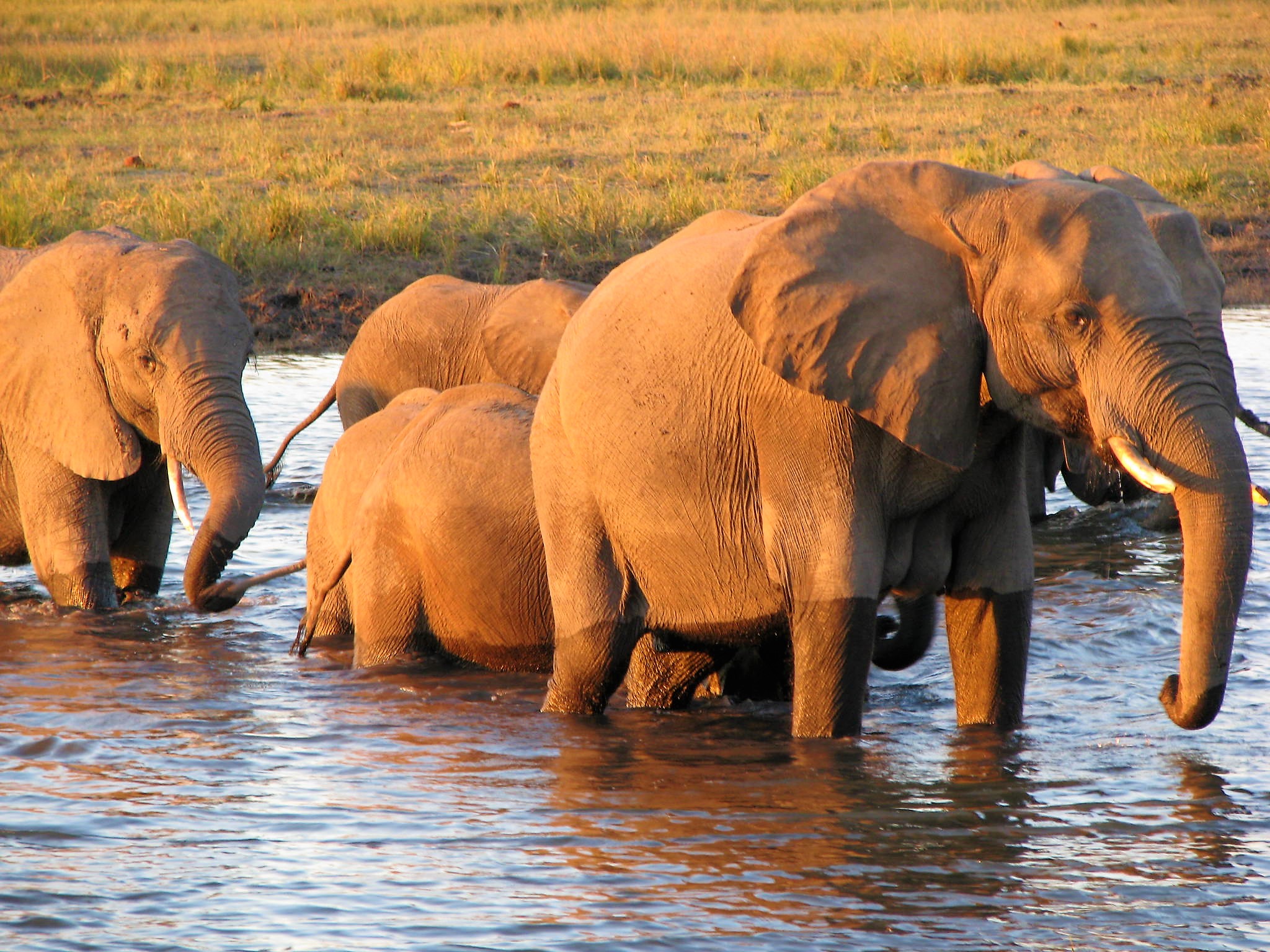 The UK government wants to tell Africans what to do with our  wildlife — this is colonialism all over again