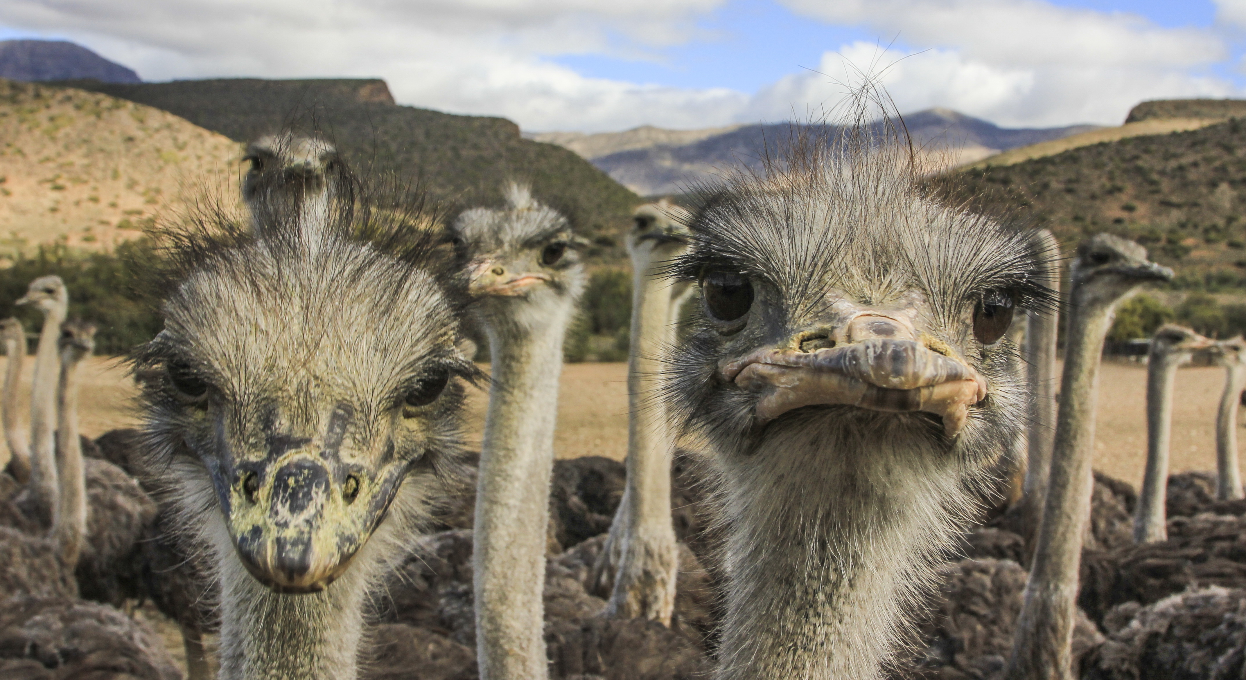 Karoo oddities – tales from the quirky, magical heartland of South Africa