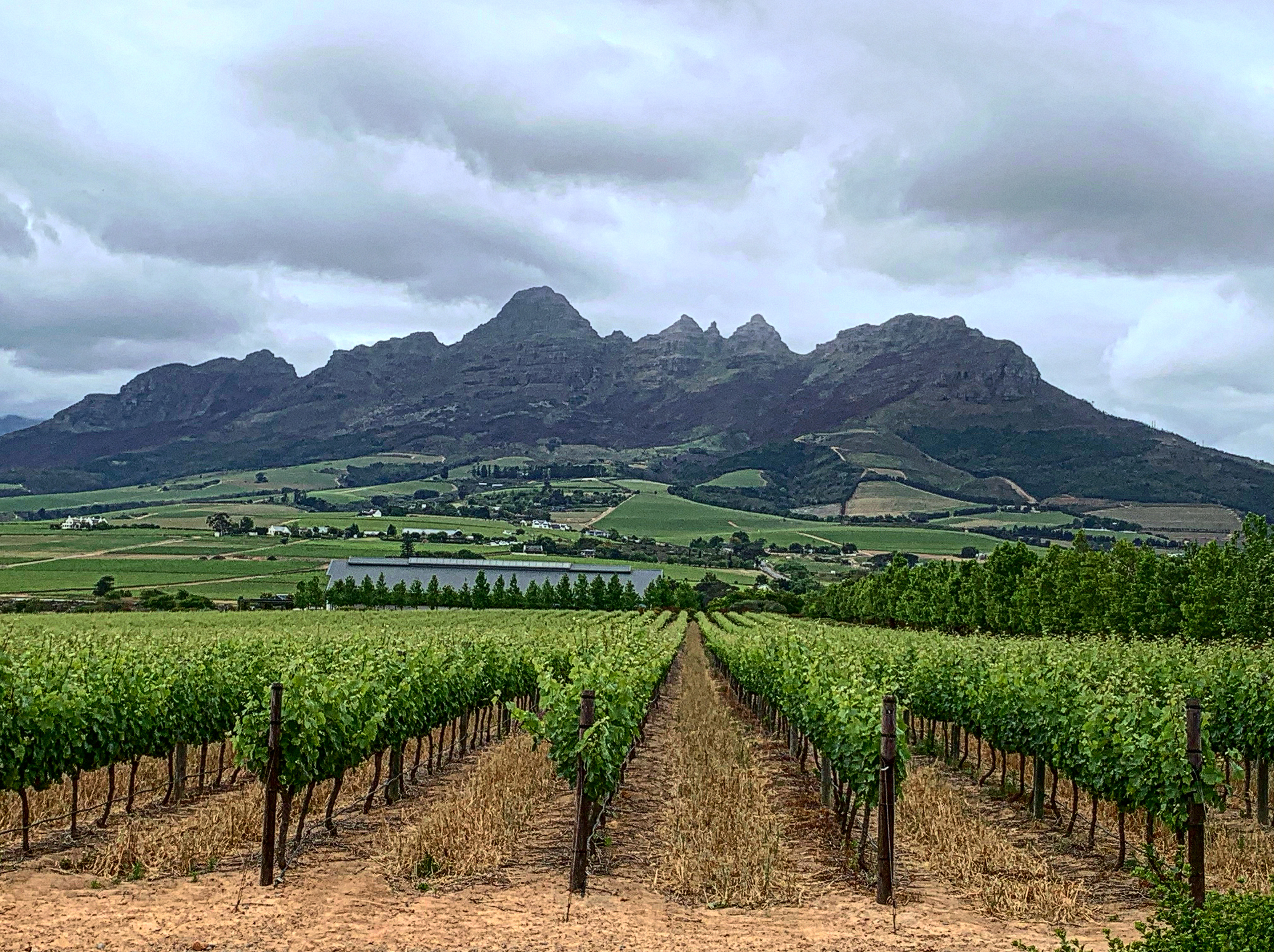 Wine industry lurches from a new crisis – powerlessness