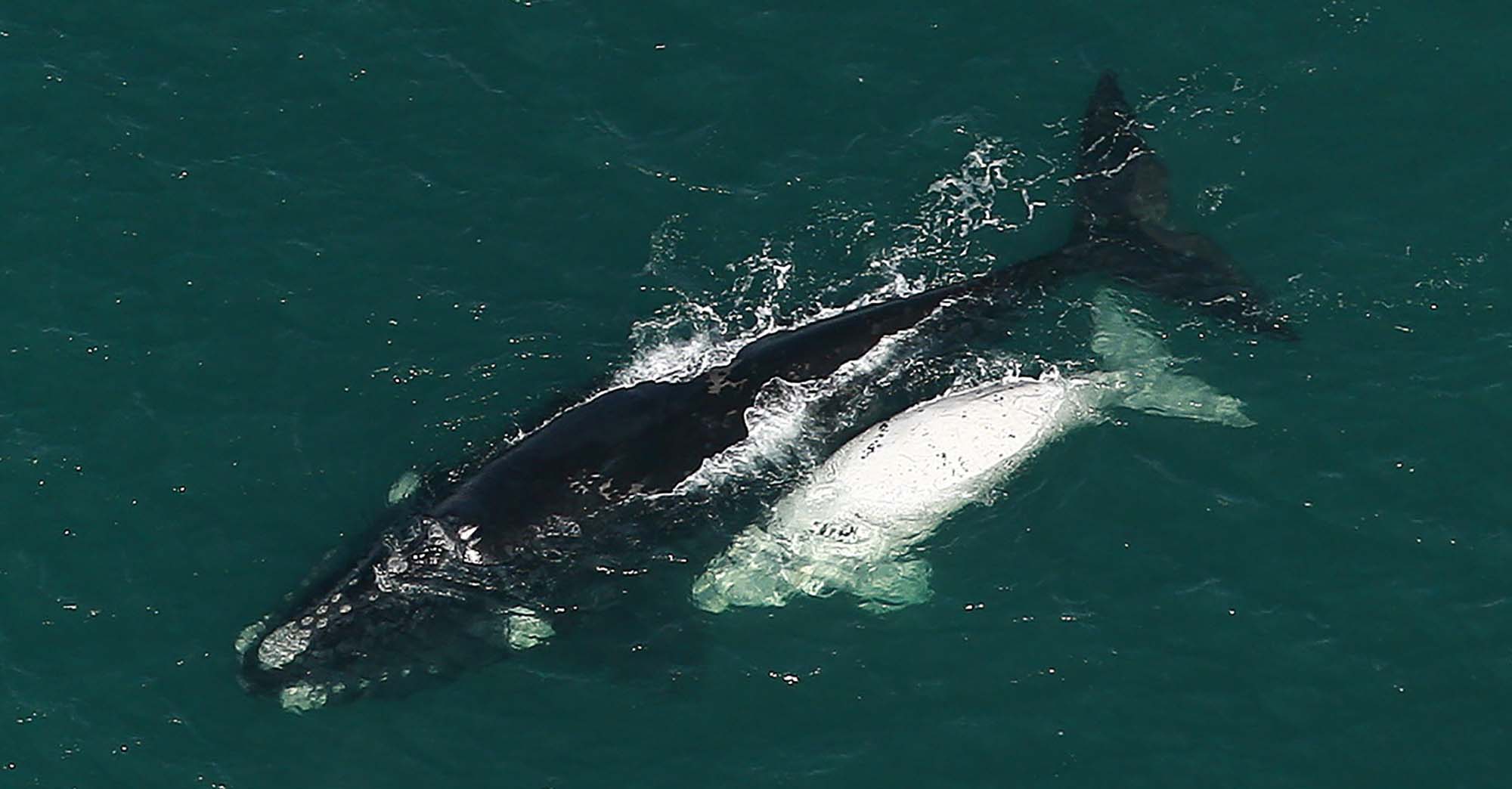 South Africa conspicuous by its absence from International Whaling Commission meeting