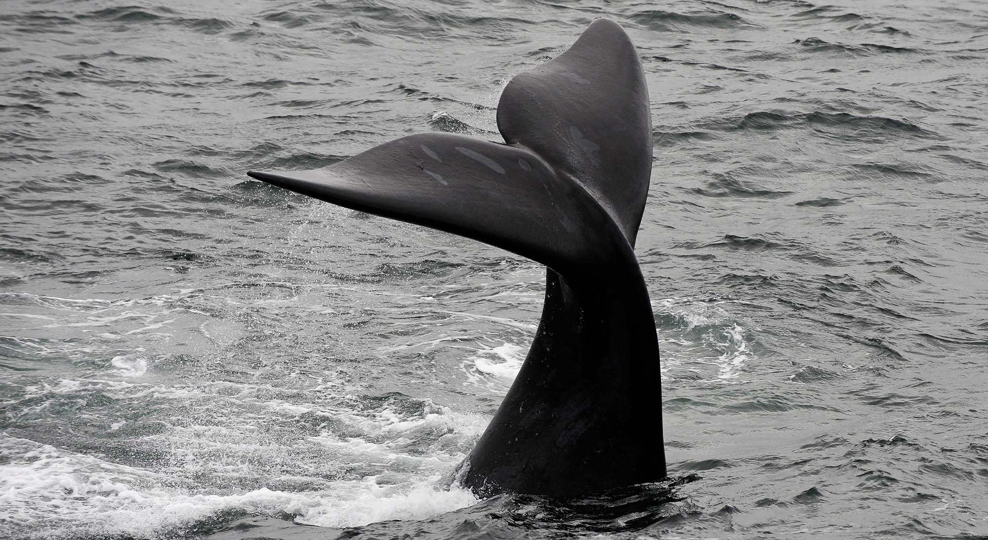 Landmark UN treaty is poised to curb exploitation of the ocean