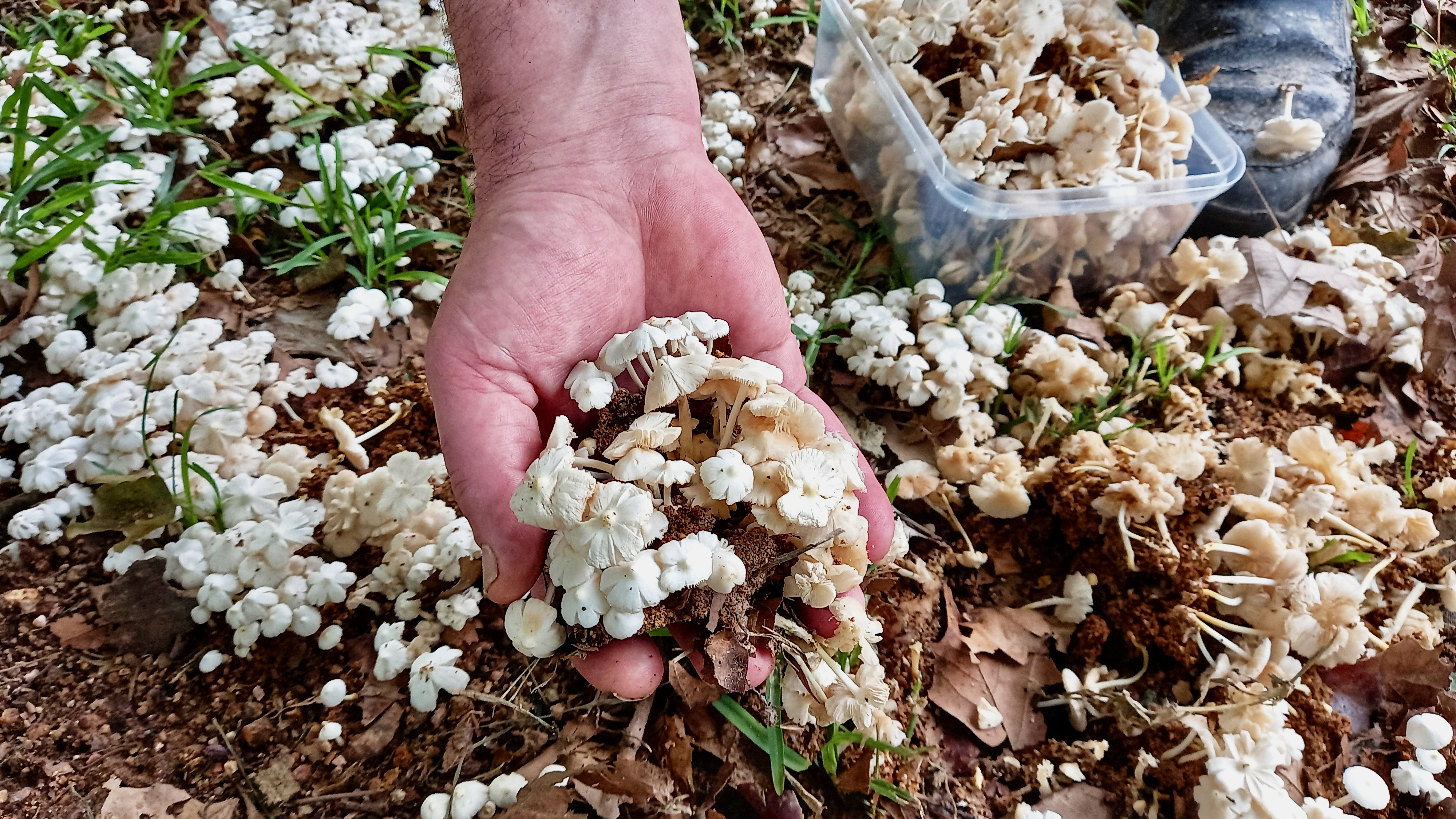 Charlie Lakin, the Yorkshire chef born to forage and cook